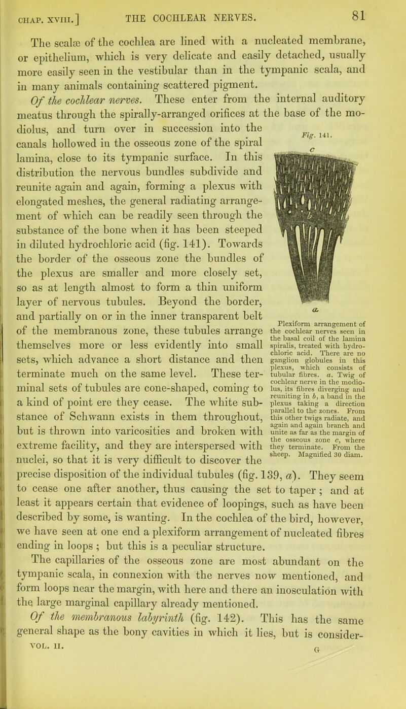 Fig. 141. The scala; of the cochlea are lined with a nucleated membrane, or epithelium, which is very delicate and easily detached, usually more easily seen in the vestibular than in the tympanic scala, and in many animals containing scattered pigment. Of the cochlear nerves. These enter from the internal auditory meatus through the spirally-arranged orifices at the base of the mo- diolus, and turn over in succession into the canals hollowed in the osseous zone of the spiral lamina, close to its tympanic surface. In this distribution the nervous bundles subdivide and reunite again and again, forming a plexus with elongated meshes, the general radiating arrange- ment of which can be readily seen through the substance of the bone when it has been steeped in diluted hydrochloric acid (fig. 141). Towards the border of the osseous zone the bundles of the plexus are smaller and more closely set, so as at length almost to form a thin imiform layer of nervous tubules. Beyond the border, and partially on or in the inner transparent belt _ , , J1 J 1 1 Plexiform arrangement of 01 the membranous zone, these tubules arrange the cochlear ner\cs seen in , , , • 1 ii • 1 11 the basal coil of the lamina themselves more or less evidently into small spiralis, treated with hydro- , iiTi 1,1 chloric acid. There are no sets, which advance a short distance and then ganglion globules in this , . , , , -. rr\, , ple.\us, which consists of terminate much on the same level. Ihese ter- tubular fibres. «. xwig of , „ , , , , . cochlear nerve in the modio- minal sets oi tubules are cone-shaped, coming to lus, its fibres diverging and I • 1 n • , .1 rni 1 1 reuniting in 4, a band ni the a kind ot point ere they cease, ihe white sub- plexus taking a direction , r»oi -I'll ,1 1, iiarallel to the zones. From stance oi bchwann exists in them throughout, this other twigs radiate, and ., . ... Ill .,1 again and again branch and but is thrown into varicosities and broken with unite ns far as the margin of . r>-T, iji ., I'.i f'e osseous zone c, where extreme lacihty, and they are interspersed with they terminate. From the 1 • ii i -J • Tjs? 1, J T ,1 sheep. Magnified 30 diam. nuclei, so that it is very dimcult to discover the precise disposition of the individual tubules (fig. 139, a). They seem to cease one after another, thus causing the set to taper; and at least it appears certain that evidence of loopings, such as have been described by some, is wanting. In the cochlea of the bird, however, we have seen at one end a plexiform arrangement of nucleated fibres ending in loops ; but this is a peculiar structure. The capillaries of the osseous zone are most abundant on the tympanic scala, in connexion with the nerves now mentioned, and form loops near the margin, with here and there an inosculation with the large marginal capillary already mentioned. Of the membranous lahyrinth (fig. 142). This has the same general shape as the bony cavities in which it lies, but is consider- VOL. II.