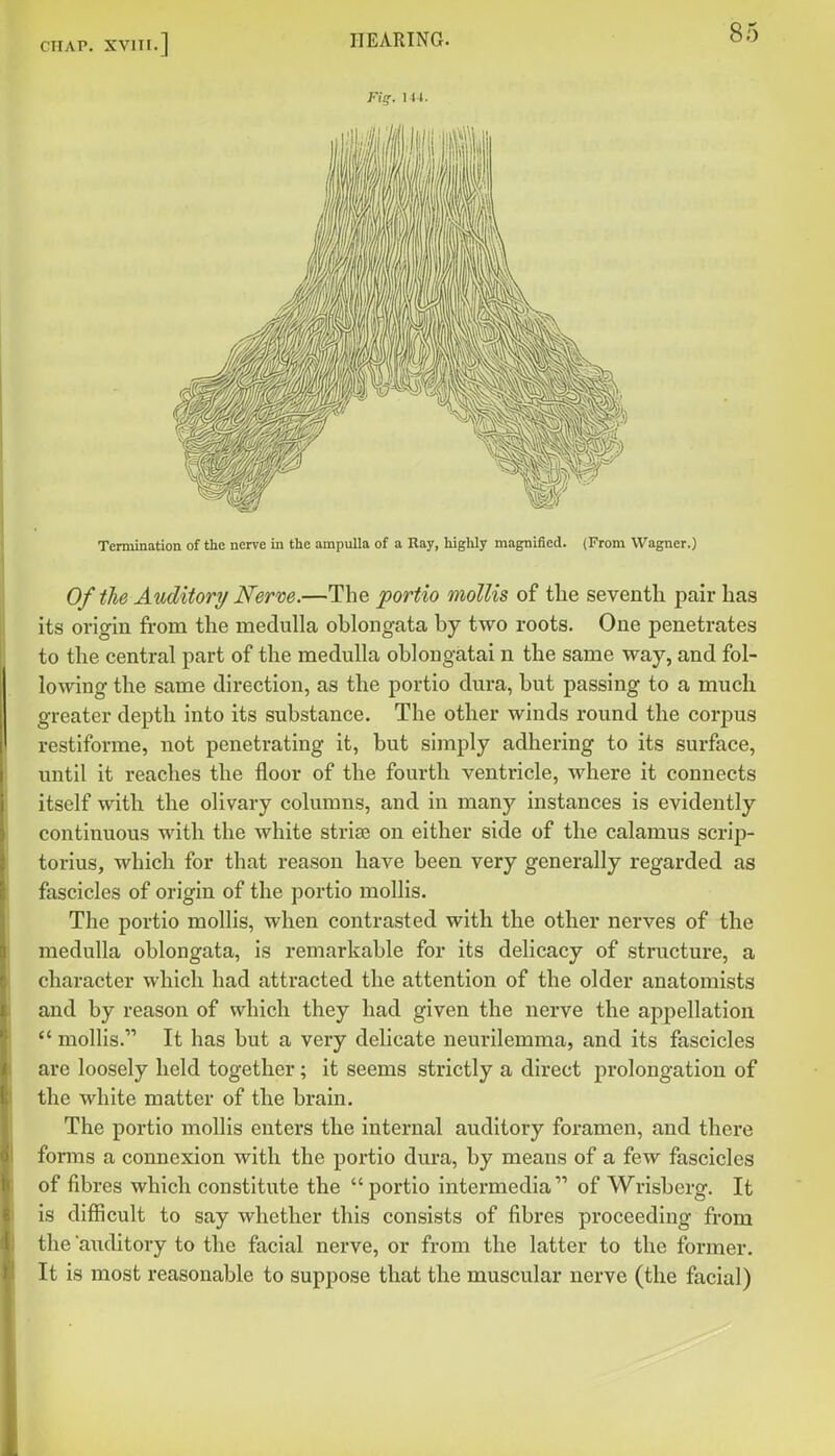 Termination of the nerve in the ampulla of a Ray, highly magnified. (From Wagner.) Of the Auditory Nerve.—The portio mollis of the seventh pair has its origin from the medulla oblongata by two roots. One penetrates to the central part of the medulla oblongatai n the same way, and fol- lowing the same direction, as the portio dura, but passing to a much greater depth into its substance. The other winds round the corpus restiforrae, not penetrating it, but simply adhering to its surface, until it reaches the floor of the fourth ventricle, where it connects itself with the olivary columns, and in many instances is evidently continuous with the white striae on either side of the calamus scrip- torius, which for that reason have been very generally regarded as fascicles of origin of the portio mollis. The portio mollis, when contrasted with the other nerves of the medulla oblongata, is remarkable for its delicacy of structure, a character which had attracted the attention of the older anatomists and by reason of which they had given the nerve the appellation  mollis. It has but a very delicate neurilemma, and its fascicles are loosely held together; it seems strictly a direct prolongation of the white matter of the brain. The portio mollis enters the internal auditory foramen, and there fonns a connexion with the portio dm'a, by means of a few fascicles of fibres which constitute the portio intermedia of Wrisberg. It is difficult to say whether this consists of fibres proceeding from the aixditory to the facial nerve, or from the latter to the former. It is most reasonable to suppose that the muscular nerve (the facial)