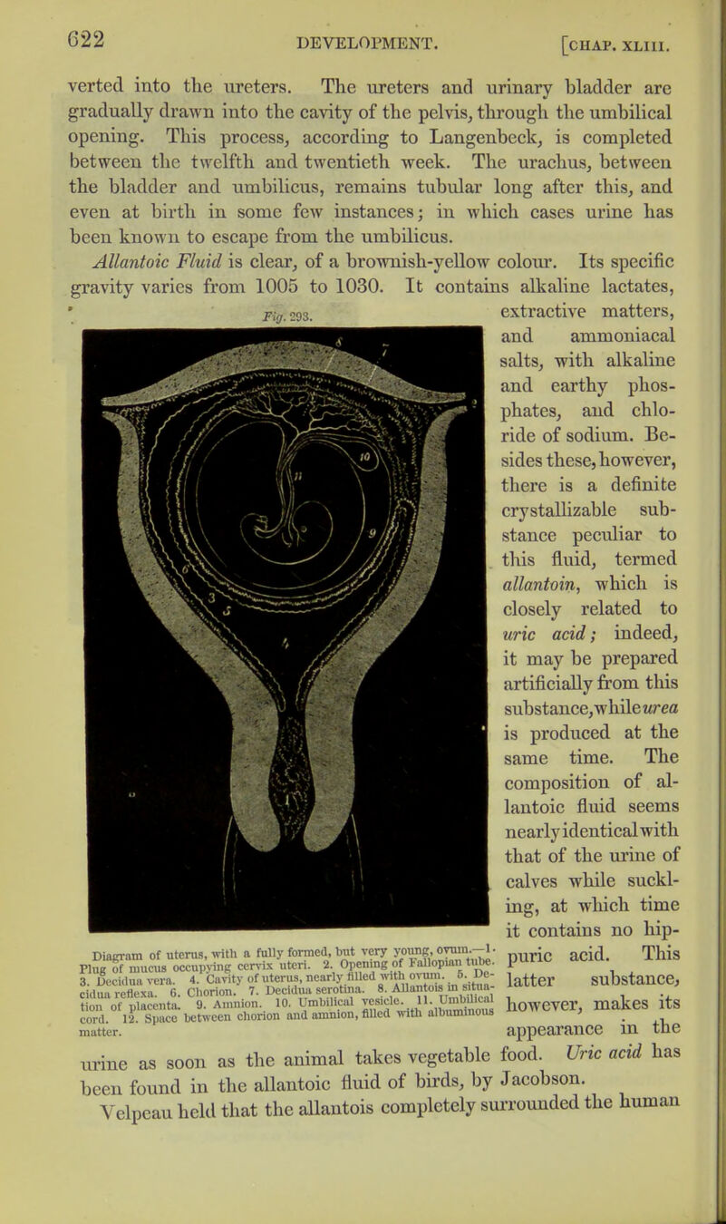 verted into the ureters. The ureters and urinary bladder are gradually drawn into the cavity of the pelvis^ through the umbilical opening. This process, according to Langenbeck, is completed between the twelfth and twentieth week. The urachus, between the bladder and umbilicus, remains tubular long after this, and even at birth in some few instances; in which cases urine has been known to escape from the umbilicus. Allantoic Fluid is clear, of a brownish-yeUow colom*. Its specific gravity varies from 1005 to 1030. It contains alkaline lactates, Fig, 293. extractive matters, and ammoniacal salts, with alkaline and earthy phos- phates, and chlo- ride of sodium. Be- sides these, however, there is a definite crystallizable sub- stance peculiar to this fluid, termed allantoin, which is closely related to uric acid; indeed, it may be prepared artificially from this substancCjWhile urea is produced at the same time. The composition of al- lantoic fluid seems nearly identical with that of the urine of calves while suckl- ing, at wliich time it contains no hip- puric acid. This latter substance, however, makes its appearance in the lu-ine as soon as the animal takes vegetable food. Uric acid has been found in the allantoic fluid of birds, by Jacobson. Velpeau held that the allantois completely suiTounded the human Diagram of uterus, with a fully formed, but very yoiing, oyuin. Plug of mucus occupjing cervLx uteri. 2 Opeuing of Fallopian tube. 3 Decirtua vera 4. Cavitv of uterus, nearly filled with ovum. 5. Dc- cidu^i refltxa 6. Choriou. 7. Decidua serotiua. 8. Allantois m situa- te ot' placenta. 9. Amnion. 10. Umbilical vesicle. 11. UmbUical cord. 12. Space between chorion and amnion, filled ^ith albuminous matter.