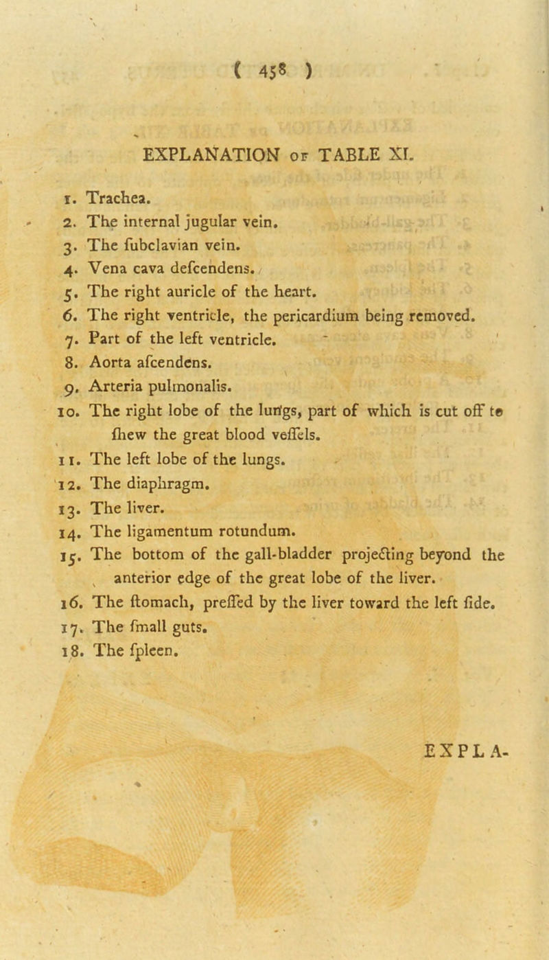 ( 45« ) EXPLANATION of TABLE XL r. Trachea. 2. The internal jugular vein. 3. The fubclavian vein. 4. Vena cava defcendens. 5. The right auricle of the heart. 6. The right ventricle, the pericardium being removed. 7. Part of the left ventricle. 8. Aorta afcendcns. 9. Arteria puhnonalis. 10. The right lobe of the lurfgs, part of which is cut off to (hew the great blood veffels. 11. The left lobe of the lungs. 12. The diaphragm. 13. The liver. 14. The ligamentum rotundum. 15. The bottom of the gall-bladder projecting beyond the anterior edge of the great lobe of the liver. 16. The ftomach, preffed by the liver toward the left fide. 17. The fmall guts. 18. The fpleen. EXPLA.