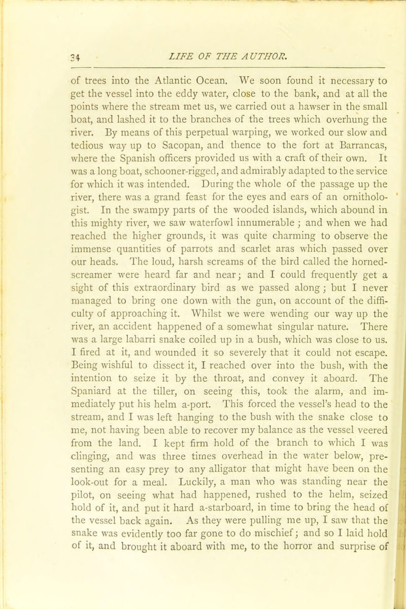 of trees into the Atlantic Ocean. We soon found it necessary to get the vessel into the eddy water, close to the bank, and at all the points where the stream met us, we carried out a hawser in the small boat, and lashed it to the branches of the trees which overhung the river. By means of this perpetual warping, we worked our slow and tedious way up to Sacopan, and thence to the fort at Barrancas, where the Spanish officers provided us with a craft of their own. It was a long boat, schooner-rigged, and admirably adapted to the service for which it was intended. During the whole of the passage up the river, there was a grand feast for the eyes and ears of an ornitholo- ' gist. In the swampy parts of the wooded islands, which abound in this mighty river, we saw waterfowl innumerable ; and when we had reached the higher grounds, it was quite charming to observe the immense quantities of parrots and scarlet aras which passed over our heads. The loud, harsh screams of the bird called the horned- screamer were heard far and near; and I could frequently get a sight of this extraordinary bird as we passed along; but I never managed to bring one down with the gun, on account of the diffi- culty of approaching it. Whilst we were wending our way up the river, an accident happened of a somewhat singular nature. There was a large labarri snake coiled up in a bush, which was close to us. I fired at it, and wounded it so severely that it could not escape. Being wishful to dissect it, I reached over into the bush, with the intention to seize it by the throat, and convey it aboard. The Spaniard at the tiller, on seeing this, took the alarm, and im- mediately put his helm a-port. This forced the vessel’s head to the stream, and I was left hanging to the bush with the snake close to me, not having been able to recover my balance as the vessel veered from the land. I kept firm hold of the branch to which I was clinging, and was three times overhead in the water below, pre- senting an easy prey to any alligator that might have been on the look-out for a meal. Luckily, a man who was standing near the pilot, on seeing what had happened, rushed to the helm, seized hold of it, and put it hard a-starboard, in time to bring the head of the vessel back again. As they were pulling me up, I saw that the rj snake was evidently too far gone to do mischief; and so I laid hold of it, and brought it aboard with me, to the horror and surprise of