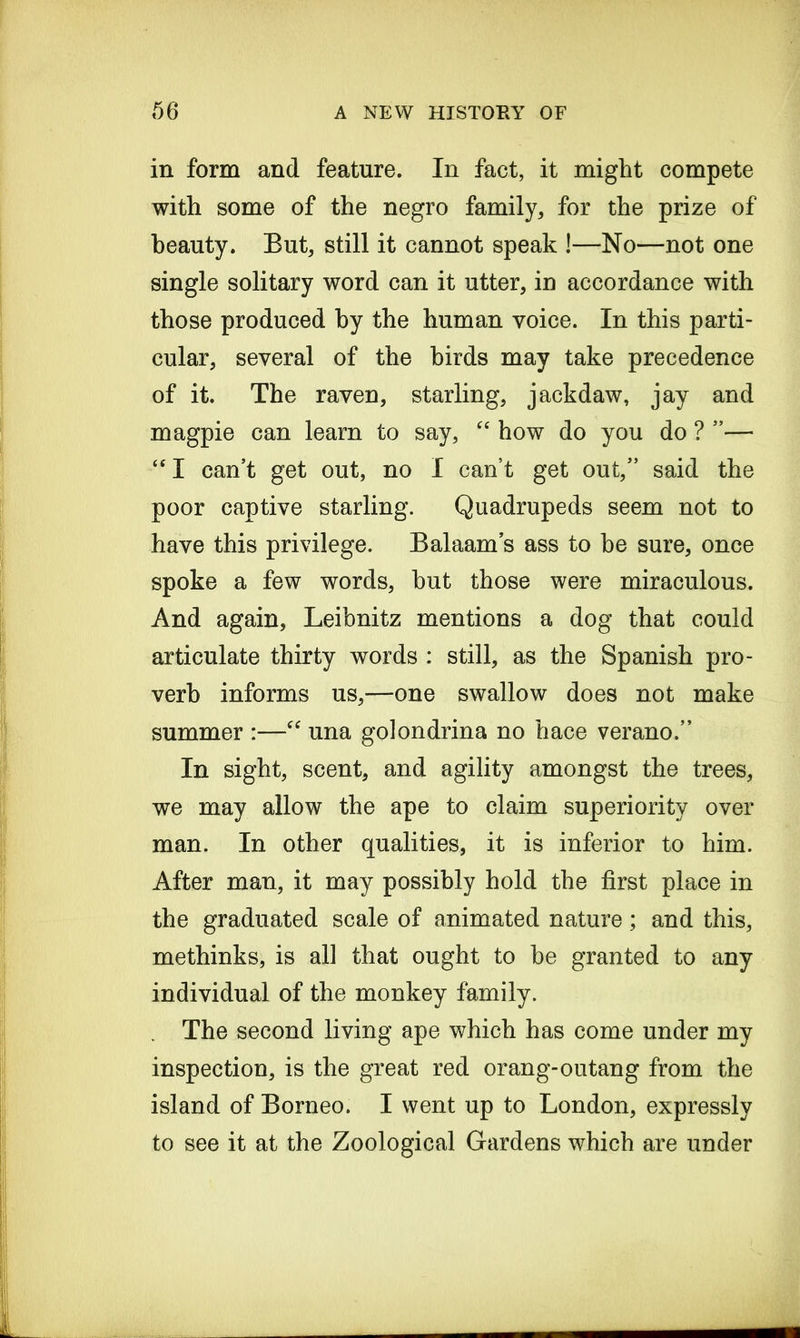 in form and feature. In fact, it might compete with some of the negro family, for the prize of beauty. But, still it cannot speak !—No—not one single solitary word can it utter, in accordance with those produced by the human voice. In this parti- cular, several of the birds may take precedence of it. The raven, starling, jackdaw, jay and magpie can learn to say, “ how do you do ? ”—- “ I can’t get out, no I can’t get out,” said the poor captive starling. Quadrupeds seem not to have this privilege. Balaam’s ass to be sure, once spoke a few words, but those were miraculous. And again, Leibnitz mentions a dog that could articulate thirty words : still, as the Spanish pro- verb informs us,—one swallow does not make summer :—“ una golondrina no hace verano.” In sight, scent, and agility amongst the trees, we may allow the ape to claim superiority over man. In other qualities, it is inferior to him. After man, it may possibly hold the first place in the graduated scale of animated nature; and this, methinks, is all that ought to be granted to any individual of the monkey family. The second living ape which has come under my inspection, is the great red orang-outang from the island of Borneo. I went up to London, expressly to see it at the Zoological Gardens which are under