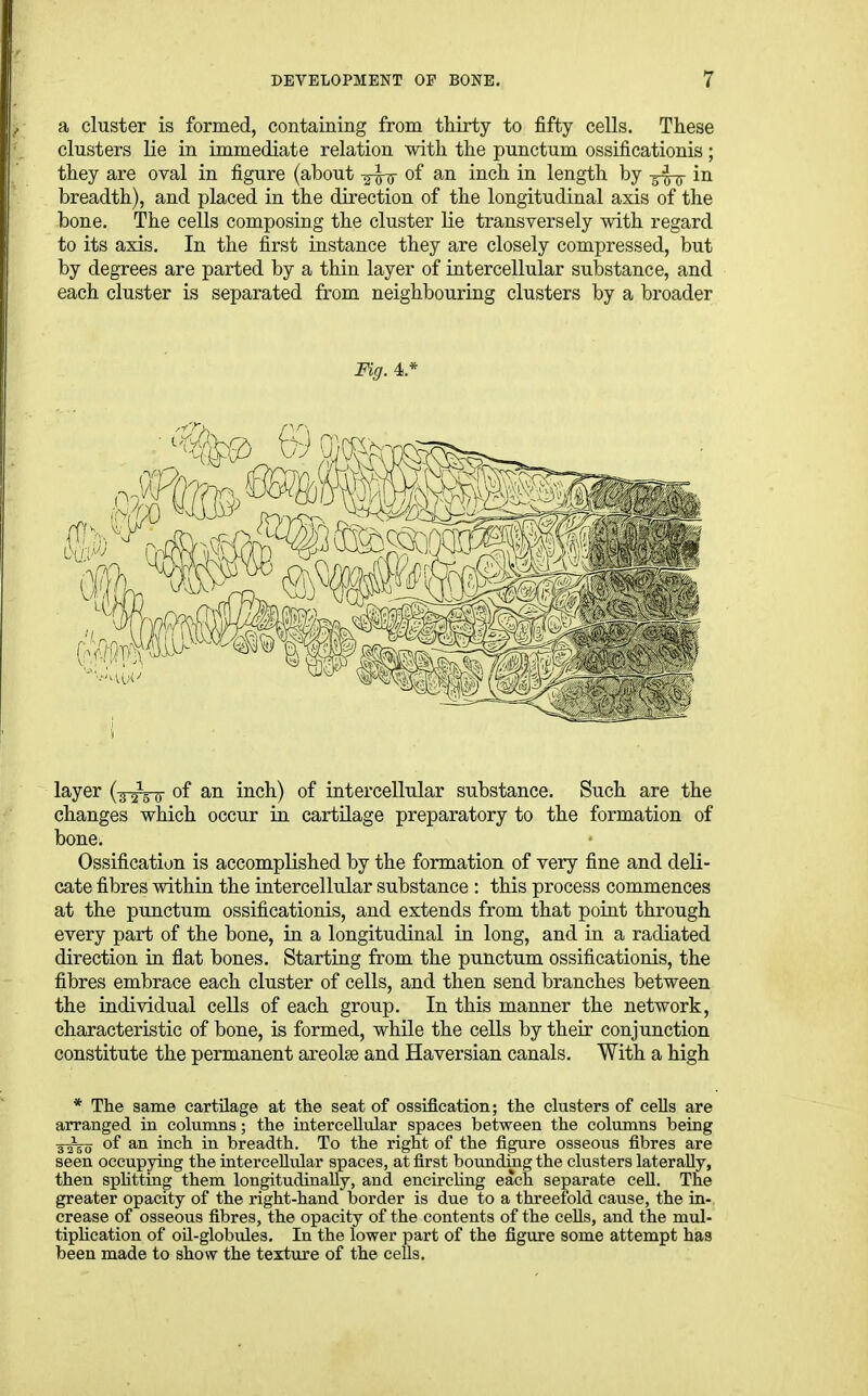 a cluster is formed, containing from thirty to fifty cells. These clusters lie in immediate relation with the punctum ossificationis; they are oval in figure (about ^hr of i^ch in length by in breadth), and placed in the direction of the longitudinal axis of the bone. The cells composing the cluster lie transversely with regard to its axis. In the first instance they are closely compressed, but by degrees are parted by a thin layer of intercellular substance, and each cluster is separated from neighbouring clusters by a broader Fig. 4* i ^Sijer (^^\ 0 of an inch) of intercellular substance. Such are the changes which occur in cartilage preparatory to the formation of bone. Ossification is accomplished by the formation of very fine and deli- cate fibres within the intercellular substance : this process commences at the punctum ossificationis, and extends from that point through every part of the bone, in a longitudinal in long, and in a radiated direction in flat bones. Starting from the punctum ossificationis, the fibres embrace each cluster of cells, and then send branches between the individual cells of each group. In this manner the network, characteristic of bone, is formed, while the cells by their conjunction constitute the permanent areolse and Haversian canals. With a high * The same cartilage at the seat of ossification; the clusters of cells are arranged in columns; the intercellular spaces between the columns being 3^50 of an inch in breadth. To the right of the figure osseous fibres are seen occupying the interceUiilar spaces, at first boimding the clusters laterally, then splitting them longitudinally, and encirchng each separate cell. The greater opacity of the right-hand border is due to a threefold cause, the in- crease of osseous fibres, the opacity of the contents of the cells, and the mul- tiphcation of oil-globules. In the lower part of the figure some attempt has been made to show the texture of the cells.
