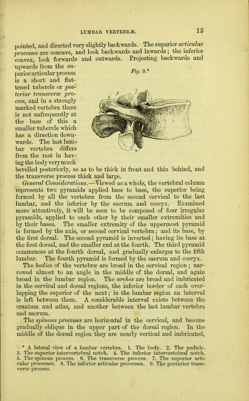 pointed, and directed very slightly backwards. The superior articular 2^rocesses are concave, and look backwards and inwards; the inferior convex, look forwards and outwards. Projecting backwards and upwards from the su- ■ * perior articular process ^5'- 9- is a short and flat- tened tubercle or pos- terior transverse pro- cess, and in a strongly marked vertebra there is not unfrequently at the base of this a smaller tubercle which has a direction down- wards. The last lum- bar vertebra differs from the rest in hav- ing the body very much bevelled posteriorly, so as to be thick in front and thin behind, and the transverse process thick and large. General Considerations.—Viewed as a whole, the vertebral column represents two pyramids applied base to base, the superior being formed by all the vertebrae from the second cervical to the last lumbar, and the inferior by the sacrum and coccyx. Examined more attentively, it will be seen to be composed of four irregular pyramids, applied to each other by their smaller extremities and by their bases. The smaller extremity of the uppermost pyramid is formed by the axis, or second cervical vertebra; and its base, by the first dorsal. The second pyramid is inverted; having its base at the first dorsal, and the smaller end at the fourth. The third pyramid commences at the fourth dorsal, and gradually enlarges to the fifth lumbar. The fourth pyramid is formed by the sacrum and coccyx. The bodies of the vertebrae are broad in the cervical region; nar- rowed almost to an angle in the middle of the dorsal, and again broad in the lumbar region. The arches are broad and imbricated in the cervical and dorsal regions, the inferior border of each over- lapping the superior of the next; in the lumbar region an interval is left between them. A considerable interval exists between the cranium and atlas, and another between the last lumbar vertebra and sacrum. The sjnnous processes are horizontal in the cervical, and become gradually oblique in the upper part of the dorsal region. In the middle of the dorsal region they are nearly vertical and imbricated, * A lateral \'iew of a lumbar vertebra. 1. The body. 2. The pedicle. 3. The superior intervertebral notch. 4. The inferior intervertebral notch. 5. The spinous process. 6. The transverse process. 7. The superior arti- cular processes. 8. The inferior articular processes. 9. The posterior trans- verse process.