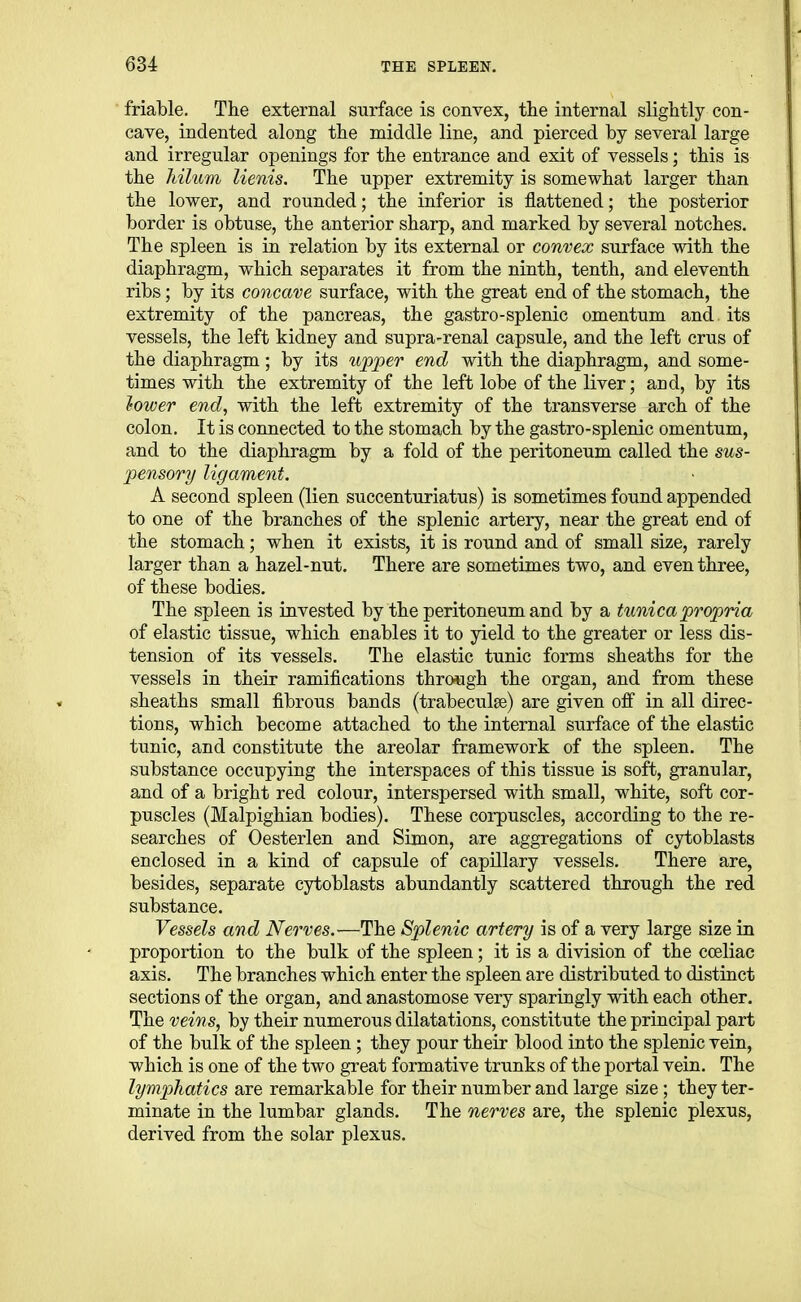 friable. The external surface is convex, tlie internal slightly con- cave, indented along tlie middle line, and pierced by several large and irregular openings for the entrance and exit of vessels; this is the Jiilum lienis. The upper extremity is somewhat larger than the lower, and rounded; the inferior is flattened; the posterior border is obtuse, the anterior sharp, and marked by several notches. The spleen is in relation by its external or convex surface with the diaphragm, which separates it from the ninth, tenth, and eleventh ribs; by its concave surface, with the great end of the stomach, the extremity of the pancreas, the gastro-splenic omentum and. its vessels, the left kidney and supra-renal capsule, and the left crus of the diaphragm; by its upper end with the diaphragm, and some- times with the extremity of the left lobe of the liver; and, by its lower end, with the left extremity of the transverse arch of the colon. It is connected to the stomach by the gastro-splenic omentum, and to the diaphragm by a fold of the peritoneum called the sus- pensory ligament. A second spleen (lien succenturiatus) is sometimes found appended to one of the branches of the splenic artery, near the great end of the stomach; when it exists, it is round and of small size, rarely larger than a hazel-nut. There are sometimes two, and even three, of these bodies. The spleen is invested by the peritoneum and by a tunica propria of elastic tissue, which enables it to yield to the greater or less dis- tension of its vessels. The elastic tunic forms sheaths for the vessels in their ramifications through the organ, and from these sheaths small fibrous bands (trabeculse) are given off in all direc- tions, which become attached to the internal surface of the elastic tunic, and constitute the areolar framework of the spleen. The substance occupying the interspaces of this tissue is soft, granular, and of a bright red colour, interspersed with small, white, soft cor- puscles (Malpighian bodies). These corpuscles, according to the re- searches of Oesterlen and Simon, are aggregations of cytoblasts enclosed in a kind of capsule of capillary vessels. There are, besides, separate cytoblasts abundantly scattered through the red substance. Vessels and Nerves.—The Splenic artery is of a very large size in proportion to the bulk of the spleen; it is a division of the cceliac axis. The branches which enter the spleen are distributed to distinct sections of the organ, and anastomose very sparingly with each other. The veins, by their numerous dilatations, constitute the principal part of the bulk of the spleen; they pour their blood into the splenic vein, which is one of the two great formative trunks of the portal vein. The lymphatics are remarkable for their number and large size; they ter- minate in the lumbar glands. The nerves are, the splenic plexus, derived from the solar plexus.