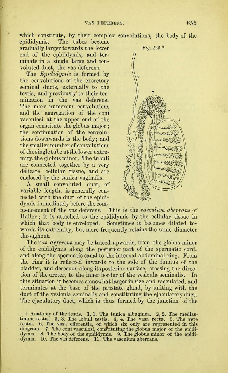 which constitute, by their complex convolutions, the body of the epididymis. The tubes become gradually larger towards the lower end of the epididymis, and ter- minate in a single large and con- voluted duct, the vas deferens. The Ejndidymis is formed by the convolutions of the excretory seminal ducts, externally to the testis, and previously' to their ter- mination in the vas deferens. The more numerous convolutions and the aggregation of the coni vasculosi at the upper end of the organ constitute the globus major; the continuation of the convolu- tions downwards is the body; and the smaller number of convolutions of the single tube atthelower extre- mity, the globus minor. The tubuli are connected together by a very delicate cellular tissue, and are enclosed by the tunica vaginalis. A small convoluted duct, of variable length, is generally con- nected with the duct of the epidi- dymis immediately before the com- niencement of the vas deferens. This is the vasculum aberrans of Haller ; it is attached to the epididymis by the cellular tissue in which that body is enveloped. Sometimes it becomes dilated to- wards its extremity, but more frequently retains the same diameter throughout. The Fas deferens may be traced upwards, from the globus minor of the epididymis along the posterior part of the spermatic cord, and along the spermatic canal to the internal abdominal ring. From the ring it is reflected inwards to the side of the fundus of the bladder, and descends along its posterior surface, crossing the direc- tion of the ureter, to the inner border of the vesicula seminalis. In this situation it becomes somewhat larger in size and sacculated, and terminates at the base of the prostate gland, by uniting with the duct of the vesicula seminalis and constituting the ejaculatory duct. The ejaculatory duct, which is thus formed by the junction of the t Anatomy of the testis. 1, 1. The tunica albnginea. 2, 2. The medias- tinum testis. 3, 3. The lobuU testis. 4, 4. The vasa recta. 5. The rete testis. 6. The vasa efferentia, of which six only are represented in this diagram. 7. The coni rasculosi, constituting the globus major of the epidi- dymis. 8. The body of the epididymis. 9. The globus minor of the epidi- dymis. 10. The vas deferens. 11. The vasculum aberrans.