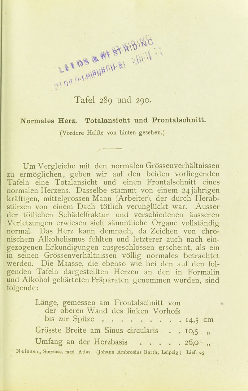 Normales Herz. Totalansicht und Frontalschnitt. (Vordere Hälfte von hinten gesehen.) Um Vergleiche mit den normalen Grössenverhältnissen zu ermöglichen, geben wir auf den beiden vorliegenden Tafeln eine Totalansicht und einen Frontalschnitt eines normalen Herzens. Dasselbe stammt von einem 24jährigen kräftigen, mittelgrossen Mann (Arbeiter), der durch Herab- stürzen von einem Dach tötlich verunglückt war. Ausser der tötlichen Schädelfraktur und verschiedenen äusseren Verletzungen erwiesen sich sämmtliche Organe vollständig normal. Das Herz kann demnach, da Zeichen von chro- nischem Alkoholismus fehlten und letzterer auch nach ein- gezogenen Erkundigungen ausgeschlossen erscheint, als ein in seinen Grössenverhältnissen völlig normales betrachtet werden. Die Maasse, die ebenso wie bei den auf den fol- genden Tafeln dargestellten Herzen an den in Formalin und Alkohol gehärteten Präparaten genommen wurden, sind folgende: Länge, gemessen am Frontalschnitt von der oberen Wand des linken Vorhofs bis zur Spitze 14,5 cm Grösste Breite am Sinus circularis . . 10,5 „ Umfang an der Herzbasis 26,0 „