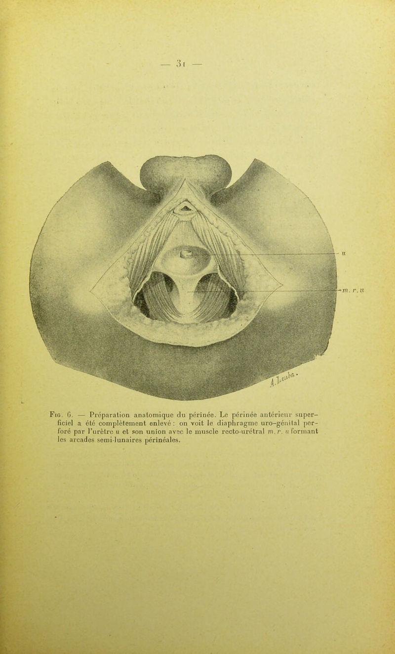 FiG. 0. — Préparation nn.itomiqiic du périnée. Le périnée antérieur super- ficiel a été complèlenient enlevé: on voit le diaphragme uro-géiiilal per- foré par l'urètre u et son union avec le muscle rocto-urélral m.r. ii formant les arcades semi-lunaires périnéales.