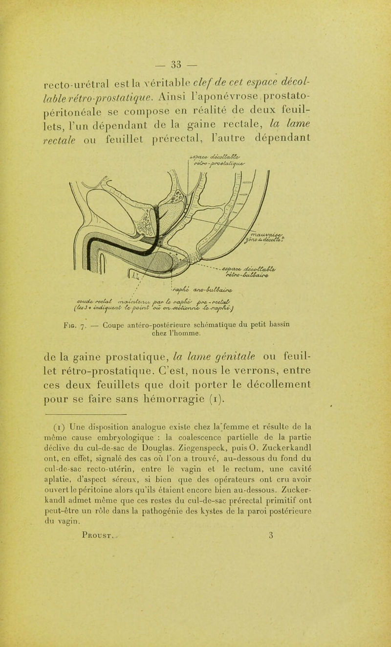 recto-urétral est la véritable clef de cet espace décol- lable rétro-prostatique. Ainsi l'aponévrose prostato- j)éritonéale se coinj)Ose en réalité de deux feuil- lets, l'un dépendant de la gaine rectale, la lame rectale ou feuillet prérectal, l'autre dépendant FiG. 7. — Coupu antéro-postcrieure schématique du petit bassin chez l'homme. de la gaine prostatique, la laine génitale ou feuil- let rétro-prostatique. C'est, nous le verrons, entre ces deux feuillets que doit porter le décollement pour se faire sans hémorragie (i). (i) Une disposition analogue existe chez la'femme et résulte de la même cause embryologique : la coalescence partielle de la partie déclive du cul-de-sac de Douglas. Ziegcnspeck., puisO. Zuckerkandl ont, en effet, signalé des cas où l'on a trouvé, au-dessous du fond du cul-de-sac recto-utérin, entre le vagin et le rectum, une cavité aplatie, d'aspect séreux, si bien que des opérateurs ont cru avoir ouvert le péritoine alors qu'ils étaient encore bien au-dessous. Zucker- kandl admet même que ces restes du cul-de-sac préreclal primitif ont peut-être un rôle dans la pathogénie des kystes de la paroi postérieure (lu vagin. Proust. . 3