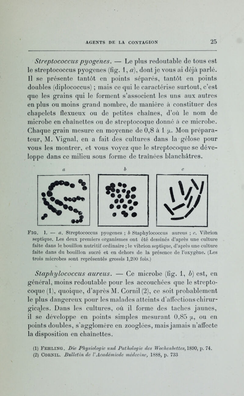 Streptococcus pyogenes, — Lo plus redoutable de tous est le streptococcus pyogenes (fig. 1, dont je vous ai déjà parlé. Il se présente tantôt en points séparés, tantôt en points doubles (diplococcus) ; mais ce qui le caractérise surtout, c'est que les grains qui le forment s'associent les uns aux autres en plus ou moins grand nombre, de manière à constituer des chapelets flexueux ou de petites chaînes, d'où le nom de microbe en chaînettes ou de streptocoque donné à ce microbe. Chaque grain mesure en moyenne de 0,8 à 1 i;.. Mon prépara- teur, M. Vignal, en a fait des cultures dans la gélose pour vous les montrer, et vous voyez que le streptocoque se déve- loppe dans ce milieu sous forme de traînées blanchâtres. a FiG. 1. — a. Streptococcus pyogenes ; h Staphylococcus aureus ; c. Vibrion septique. Les deux premiers organismes ont été dessinés d'après une culture faite dans le bouillon nutritif ordinaire ; le vibrion septique, d'après une culture faite dans du bouillon sucré et en dehors de la présence de l'oxygène. (Les trois microbes sont représentés grossis 1,200 fois.) Staphylococcus aureus. — Ce microbe (fig. 1, h) est, en général, moins redoutable pour les accouchées que le strepto- coque (1), quoique, d'après M. Cornil (2), ce soit probablement le plus dangereux pour les malades atteints d'allections chirur- gicales. Dans les cultures, où il forme des taches jaunes, il se développe en points simples mesurant 0,85 [j., ou en points doubles, s'agglomère en zooglées, mais jamais n'aiïecte la disposition en chaînettes. (1) Fehling. Bie Physiologie und Pathologie des Wochenhettes, l^^O^ p. 74. (2) Cornil. Bulletin de VAcadémiede médecine, 1888, p. 733