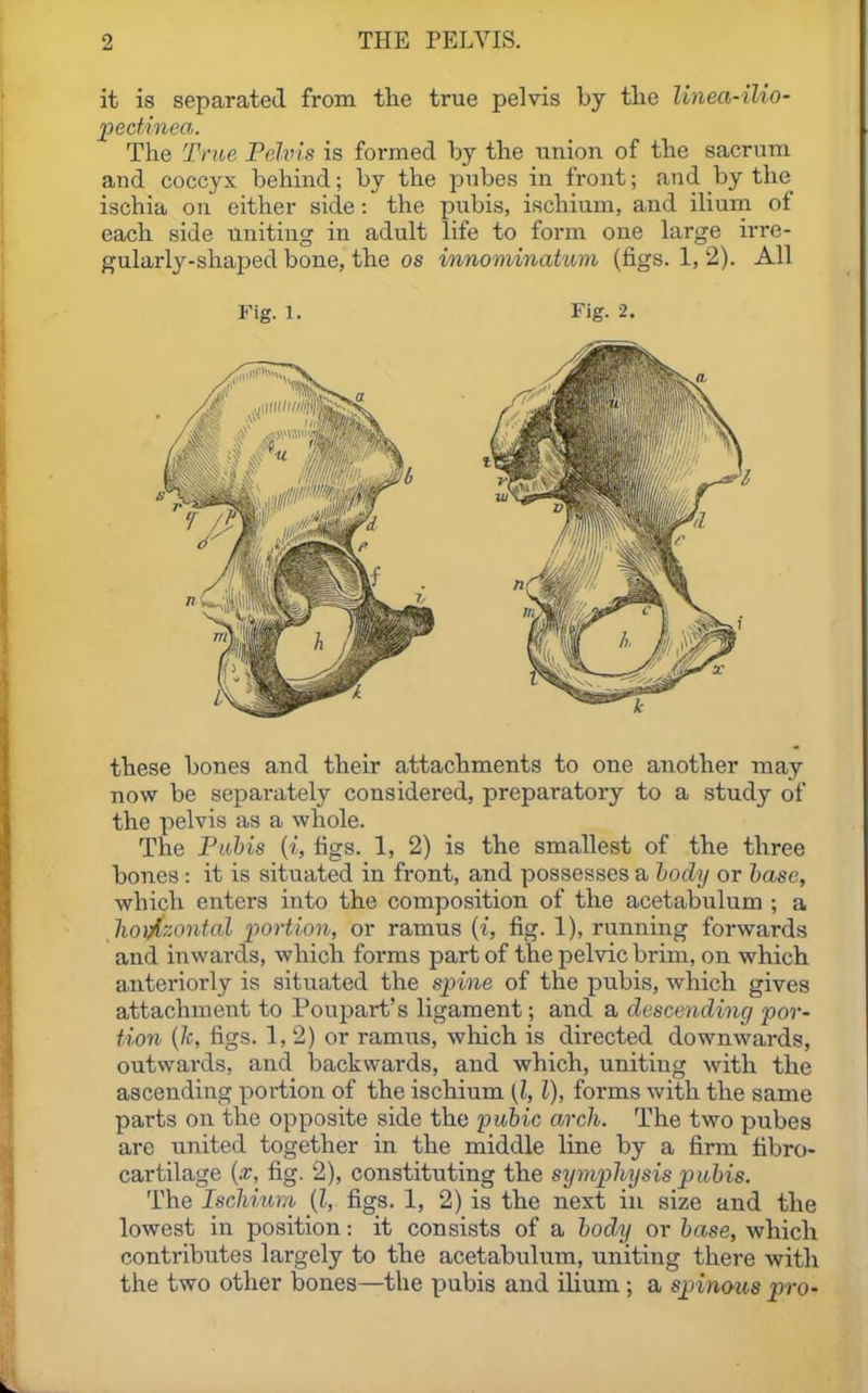 it is separated from the true pelvis by the Unea-ilio- jpectinea. The True Pelvis is formed by the union of the sacrum and coccyx behind; by the pnbes in front; and hj the ischia on either side: the pubis, ischium, and ilium of each side uniting in adult life to form one large irre- gularly-shaped bone, the os innominatum (figs. 1, 2). All Fig. 1. Fig. 2. these bones and their attachments to one another may now be separately considered, preparatory to a study of the pelvis as a whole. The Piihis {i, figs. 1, 2) is the smallest of the three bones: it is situated in front, and possesses a body or base, which enters into the composition of the acetabulum ; a lio);izontal portion, or ramus (i, fig. 1), running forwards and inwards, which forms part of the pelvic brim, on which anteriorly is situated the spine of the pubis, which gives attachmeiit to Poupart's ligament; and a descending por- tion [Ic, figs. 1,2) or ramiis, which is directed downwards, outwards, and backwards, and which, uniting with the ascending portion of the ischium [l, I), forms with the same parts on the opposite side the pubic arch. The two pubes are united together in the middle line by a firm tibro- cartilage {x, fig. 2), constituting the symphysis pubis. The Ischium {I, figs. 1, 2) is the next iu size and the lowest in position: it consists of a body or base, which contributes largely to the acetabulum, uniting there with the two other bones—the pubis and ilium; a spinous pro-