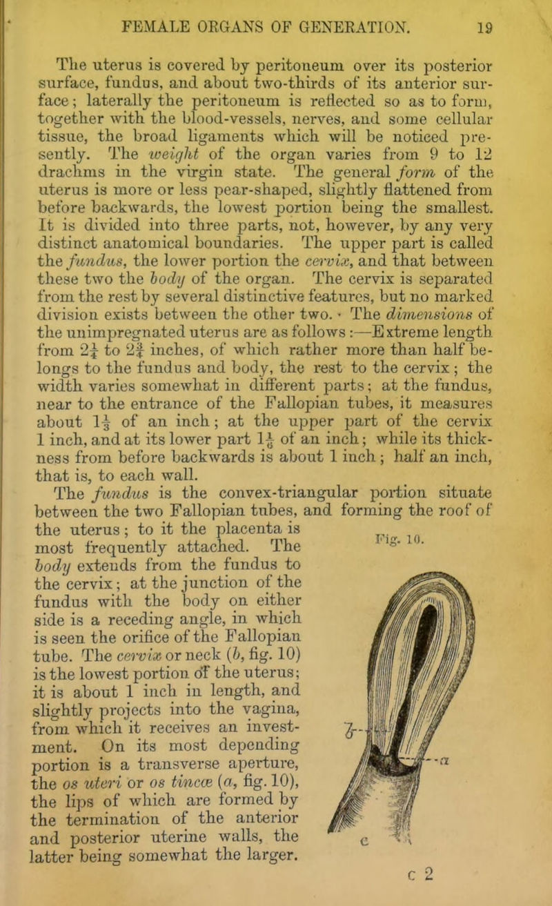 Tlie uterus is covered by peritoneum over its posterior surface, fundus, and about two-thirds of its anterior sur- face ; laterally the peritoneum is reflected so as to form, together with the blood-vessels, uerves, and some cellular tissue, the broad ligaments which will be noticed pre- sently. The weight of the organ varies from 9 to 12 drachms in the virgin state. The general form of the uterus is more or less pear-shaped, slightly flattened from before backwards, the lowest portion being the smallest. It is divided into three parts, not, however, by any very distinct anatomical boundaries. The upper part is called the fimdus, the loAver portion the ca-vix, and that between these two the body of the organ. The cex-vix is separated from the rest by several distinctive features, but no marked division exists between the other two. • The dimensions of the unimpregnated uterus are as follows :—Extreme length from 2\ to 2^^ inches, of which rather more than half be- longs to the fundus and body, the rest to the cervix ; the width varies somewhat in difi'erent parts; at the fundus, near to the entrance of the Fallopian tubes, it measures about 1-^ of an inch; at the upper part of the cervix 1 inch, and at its lower part 1^ of an inch; while its thick- ness from before backwards is about 1 inch ; half an inch, that is, to each wall. The fimdus is the convex-triangular portion situate between the two Fallopian tubes, and forming the roof of the uterus; to it the placenta is most frequently attached. The body extends from the fundus to the cervix; at the junction of the fundus with the body on either side is a receding angle, in which is seen the orifice of the Fallopian tube. The cervix or neck {h, fig. 10) is the lowest portion o'F the uterus; it is about 1 inch in length, and slightly projects into the vagina, from which it receives an invest- ment. On its most depending portion is a transverse aperture, the OS uteri or os tincce (a, fig. 10), the lips of which are iPormed by the termination of the anterior and posterior uterine walls, the latter being somewhat the larger. c 2