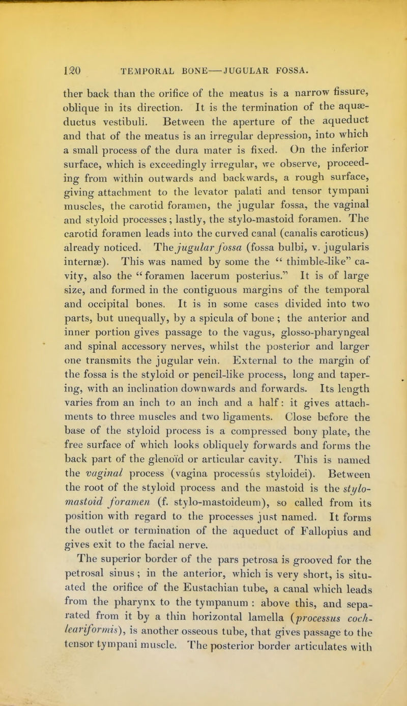 ther back than the orifice of the meatus is a narrow fissure, oblique in its direction. It is the termination of the aquae- ductus vestibuli. Between the aperture of the aqueduct and that of the meatus is an irregular depression, into which a small process of the dura mater is fixed. On the inferior surface, which is exceedingly irregular, we observe, proceed- ing from within outwards and backwards, a rough surface, giving attachment to the levator palati and tensor tympani muscles, the carotid foramen, the jugular fossa, the vaginal and styloid processes; lastly, the stylo-mastoid foramen. The carotid foramen leads into the curved canal (canalis caroticus) already noticed. The jugular fossa (fossa bulbi, v. jugularis interna?). This was named by some the  thimble-like ca- vity, also the foramen lacerum posterius.vl It is of large size, and formed in the contiguous margins of the temporal and occipital bones. It is in some cases divided into two parts, but unequally, by a spicula of bone ; the anterior and inner portion gives passage to the vagus, glosso-pharyngeal and spinal accessory nerves, whilst the posterior and larger one transmits the jugular vein. External to the margin of the fossa is the styloid or pencil-like process, long and taper- ing, with an inclination downwards and forwards. Its length varies from an inch to an inch and a half: it gives attach- ments to three muscles and two ligaments. Close before the base of the styloid process is a compressed bony plate, the free surface of which looks obliquely forwards and forms the back part of the glenoid or articular cavity. This is named the vaginal process (vagina processus styloidei). Between the root of the styloid process and the mastoid is the stylo- mastoid foramen (f. stylo-mastoideum), so called from its position with regard to the processes just named. It forms the outlet or termination of the aqueduct of Fallopius and gives exit to the facial nerve. The superior border of the pars petrosa is grooved for the petrosal sinus ; in the anterior, which is very short, is situ- ated the orifice of the Eustachian tube, a canal which leads from the pharynx to the tympanum : above this, and sepa- rated from it by a thin horizontal lamella {processus coch- lea rifor mis), is another osseous tube, that gives passage to the tensor tympani muscle. The posterior border articulates with