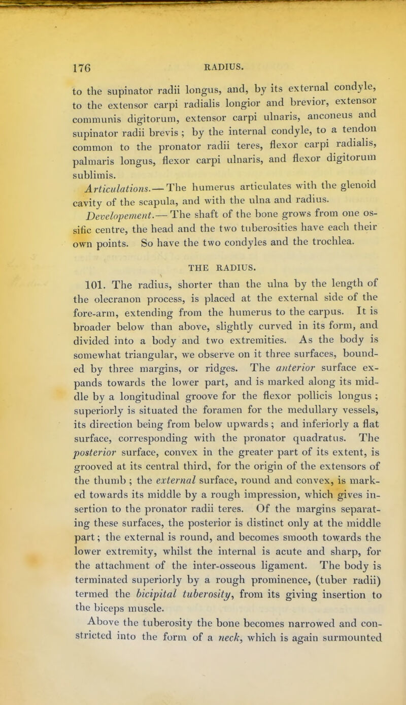 to the supinator radii longus, and, by its external condyle, to the extensor carpi radialis longior and brevior, extensor communis digitorum, extensor carpi ulnaris, anconeus and supinator radii brevis ; by the internal condyle, to a tendon common to the pronator radii teres, flexor carpi radialis, palmaris longus, flexor carpi ulnaris, and flexor digitorum sublimis. Articulations.— The humerus articulates with the glenoid cavity of the scapula, and with the ulna and radius. Developement.— The shaft of the bone grows from one os- sific centre, the head and the two tuberosities have each their own points. So have the two condyles and the trochlea. THE RADIUS. 101. The radius, shorter than the ulna by the length of the olecranon process, is placed at the external side of the fore-arm, extending from the humerus to the carpus. It is broader below than above, slightly curved in its form, and divided into a body and two extremities. As the body is somewhat triangular, we observe on it three surfaces, bound- ed by three margins, or ridges. The anterior surface ex- pands towards the lower part, and is marked along its mid- dle by a longitudinal groove for the flexor pollicis longus ; superiorly is situated the foramen for the medullary vessels, its direction being from below upwards; and inferiorly a flat surface, corresponding with the pronator quadratus. The posterior surface, convex in the greater part of its extent, is grooved at its central third, for the origin of the extensors of the thumb ; the external surface, round and convex, is mark- ed towards its middle by a rough impression, which gives in- sertion to the pronator radii teres. Of the margins separat- ing these surfaces, the posterior is distinct only at the middle part; the external is round, and becomes smooth towards the lower extremity, whilst the internal is acute and sharp, for the attachment of the inter-osseous ligament. The body is terminated superiorly by a rough prominence, (tuber radii) termed the bicipital tuberosity, from its giving insertion to the biceps muscle. Above the tuberosity the bone becomes narrowed and con- stricted into the form of a neck, which is again surmounted