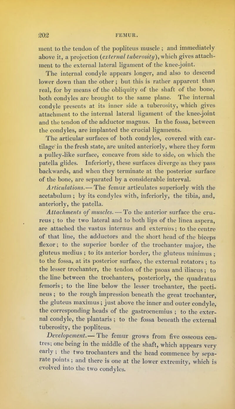 ment to the tendon of the popliteus muscle ; and immediately above it, a projection (external tuberosity), which gives attach- ment to the external lateral ligament of the knee-joint. The internal condyle appears longer, and also to descend lower down than the other; but this is rather apparent than real, for by means of the obliquity of the shaft of the bone, both condyles are brought to the same plane. The internal condyle presents at its inner side a tuberosity, which gives attachment to the internal lateral ligament of the knee-joint and the tendon of the adductor magnus. In the fossa, between the condyles, are implanted the crucial ligaments. The articular surfaces of both condyles, covered with car- tilage1 in the fresh state, are united anteriorly, where they form a pulley-like surface, concave from side to side, on which the patella glides. Inferiorly, these surfaces diverge as they pass backwards, and when they terminate at the posterior surface of the bone, are separated by a considerable interval. Articulations.— The femur articulates superiorly with the acetabulum ; by its condyles with, inferiorly, the tibia, and, anteriorly, the patella. Attachments of muscles. — To the anterior surface the cru- reus; to the two lateral and to both lips of the linea aspera, are attached the vastus internus and externus; to the centre of that line, the adductors and the short head of the biceps flexor; to the superior border of the trochanter major, the gluteus medius ; to its anterior border, the gluteus minimus ; to the fossa, at its posterior surface, the external rotators ; to the lesser trochanter, the tendon of the psoas and iliacus ; to the line between the trochanters, posteriorly, the quadratus femoris; to the line below the lesser trochanter, the pecti- neus ; to the rough impression beneath the great trochanter, the gluteus maxim us; just above the inner and outer condyle, the corresponding heads of the gastrocnemius ; to the exter- nal condyle, the plantaris ; to the fossa beneath the external tuberosity, the popliteus. Developement.— The femur grows from five osseous cen- tres; one being in the middle of the shaft, which appears very early ; the two trochanters and the head commence bv sepa- rate points; and there is one at the lower extremity, which is evolved into the two condyles.