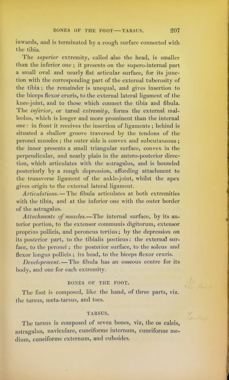 inwards, and is terminated by a rough surface connected with the tibia. The superior extremity, called also the head, is smaller than the inferior one ; it presents on the supero-internal part a small oval and nearly flat articular surface, for its junc- tion with the corresponding part of the external tuberosity of the tibia ; the remainder is unequal, and gives insertion to the biceps flexor cruris, to the external lateral ligament of the knee-joint, and to those which connect the tibia and fibula. The inferior, or tarsal extremity, forms the external mal- leolus, which is longer and more prominent than the internal one: in front it receives the insertion of ligaments ; behind is situated a shallow groove traversed by the tendons of the peronei musoles ; the outer side is convex and subcutaneous; the inner presents a small triangular surface, convex in the perpendicular, and nearly plain in the antero-posterior direc- tion, which articulates with the astragalus, and is bounded posteriorly by a rough depression, affording attachment to the transverse ligament of the ankle-joint, whilst the apex gives origin to the external lateral ligament. Articulations. — The fibula articulates at both extremities with the tibia, and at the inferior one with the outer border of the astragalus. Attachments of muscles.—The internal surface, by its an- terior portion, to the extensor communis digitorum, extensor proprius pollicis, and peroneus tertius; by the depression on its posterior part, to the tibialis posticus: the external sur- face, to the peronei ; the posterior surface, to the soleus and flexor longus pollicis ; its head, to the biceps flexor cruris. Developement. — The fibula has an osseous centre for its body, and one for each extremity. BONES OF THE FOOT. The foot is composed, like the hand, of three parts, viz. the tarsus, meta-tarsus, and toes. TARSUS. The tarsus is composed of seven bones, viz, the os calcis, astragalus, naviculare, cuneiforme internum, cuneiforme me- dium, cuneiforme externum, and cuboides.