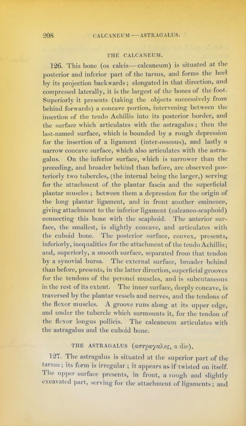 THE CALCANEUM. 126. This bone (os calcis — calcaneum) is situated at the posterior and inferior part of the tarsus, and forms the heel by its projection backwards ; elongated in that direction, and compressed laterally, it is the largest of the bones of the foot. Superiorly it presents (taking the objects successively from behind forwards) a concave portion, intervening between the insertion of the tendo Achillis into its posterior border, and the surface which articulates with the astragalus ; then the last-named surface, which is bounded by a rough depression for the insertion of a ligament (inter-osseous), and lastly a narrow concave surface, which also articulates with the astra- galus. On the inferior surface, which is narrower than the preceding, and broader behind than before, are observed pos- teriorly two tubercles, (the internal being the larger,) serving for the attachment of the plantar fascia and the superficial plantar muscles ; between them a depression for the origin of the long plantar ligament, and in front another eminence, giving attachment to the inferior ligament (calcaneo-scaphoid) connecting this bone with the scaphoid. The anterior sur- face, the smallest, is slightly concave, and articulates with the cuboid bone. The posterior surface, convex, presents, inferiorly, inequalities for the attachment of the tendo Achillis; and, superiorly, a smooth surface, separated from that tendon by a synovial bursa. The external surface, broader behind than before, presents, in the latter direction, .superficial grooves for the tendons of the peronei muscles, and is subcutaneous in the rest of its extent. The inner surface, deeply concave, is traversed by the plantar vessels and nerves, and the tendons of the flexor muscles. A groove runs along at its upper edge, and under the tubercle which surmounts it, for the tendon of the flexor longus pollicis. The calcaneum articulates with the astragalus and the cuboid bone. THE ASTRAGALUS (uffrgctyci'kog, a die). 127. The astragalus is situated at the superior part of the tarsus ; its form is irregular ; it appears as- if twisted on itself. The upper surface presents, in front, a rough and slightly excavated part, serving for the attachment of ligaments; and