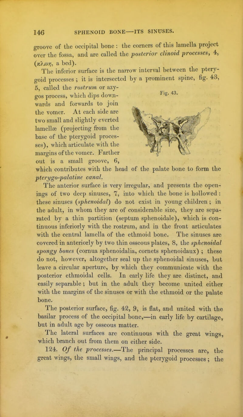 groove of the occipital bone : the corners of this lamella project over the fossa, and are called the posterior clinoid processes, 4, (Kkivri, a bed). The inferior surface is the narrow interval between the ptery- goid processes ; it is intersected by a prominent spine, fig. 43, 6, called the rostrum or azy- gos process, which dips down- wards and forwards to join the vomer. At each side are two small and slightly everted lamellae (projecting from the base of the pterygoid proces- ses), which articulate with the margins of the vomer. Farther out is a small groove, 6, which contributes with the head of the palate bone to form the pterygo-palatine canal. The anterior surface is very irregular, and presents the open- ings of two deep sinuses, 7, into which the bone is hollowed : these sinuses {sphenoidal) do not exist in young children; in the adult, in whom they are of considerable size, they are sepa- rated by a thin partition (septmn sphenoidale), which is con- tinuous inferiorly with the rostrum, and in the front articulates with the central lamella of the ethmoid bone. The sinuses are covered in anteriorly by two thin osseous plates, 8, the sphenoidal spongjj hones (cornua sphenoidalia, cornets sphenoidaux) ; these do not, however, altogether seal up the sphenoidal sinuses, but leave a circular aperture, by which they communicate with the posterior ethmoidal cells. In early life they are distinct, and easily separable; but in the adult they become united either with the margins of the sinuses or with the ethmoid or the palate bone. The posterior surface, fig. 42, 9, is flat, and imited with the basilar process of the occipital bone,—in early life by cartilage, but in adult age by osseous matter. The lateral surfaces are continuous with the great wings, which branch out from them on either side. 124. Of the processes.—The principal processes are, the great wings, the small wings, and the pterygoid processes; the
