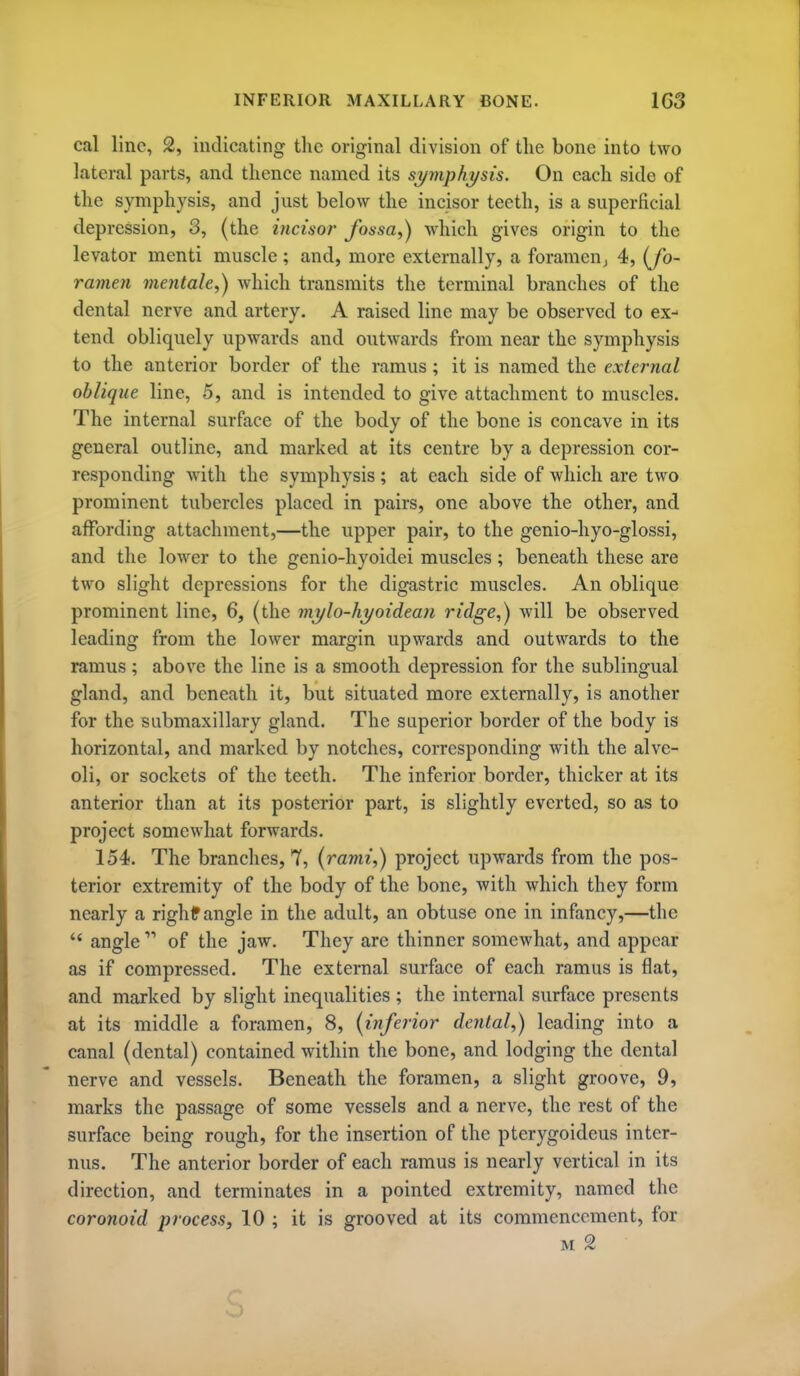 cal line, 2, indicating tlic original division of the bone into two lateral parts, and thence named its syviphysis. On each side of the symphysis, and just below the incisor teeth, is a superficial depression, 3, (the incisor fossa,) which gives origin to the levator menti muscle; and, more externally, a foramen; 4, {fo- ramen mentale,) which transmits the terminal branches of the dental nerve and artery. A raised line may be observed to ex- tend obliquely upwards and outwards from near the symphysis to the anterior border of the ramus; it is named the external oblique line, 5, and is intended to give attachment to muscles. The internal surface of the body of the bone is concave in its general outline, and marked at its centre by a depression cor- responding with the symphysis; at each side of which are two prominent tubercles placed in pairs, one above the other, and affording attachment,—the upper pair, to the genio-hyo-glossi, and the lower to the genio-hyoidei muscles ; beneath these are two slight depressions for the digastric muscles. An oblique prominent line, 6, (the mi/lo-hyoidean ridge,) will be observed leading from the lower margin upwards and outwards to the ramus; above the line is a smooth depression for the sublingual gland, and beneath it, but situated more externally, is another for the submaxillary gland. The superior border of the body is horizontal, and marked by notches, corresponding with the alve- oli, or sockets of the teeth. The inferior border, thicker at its anterior than at its posterior part, is slightly everted, so as to project somewhat forwards. 154. The branches, 7, (rami,) project upwards from the pos- terior extremity of the body of the bone, with which they form nearly a righf angle in the adult, an obtuse one in infancy,—the angle  of the jaw. They are thinner somewhat, and appear as if compressed. The external surface of each ramus is flat, and marked by slight inequalities ; the internal surface presents at its middle a foramen, 8, {inferior dental,) leading into a canal (dental) contained within the bone, and lodging the dental nerve and vessels. Beneath the foramen, a slight groove, 9, marks the passage of some vessels and a nerve, the rest of the surface being rough, for the insertion of the pterygoideus inter- nus. The anterior border of each ramus is nearly vertical in its direction, and terminates in a pointed extremity, named the coronoid process, 10 ; it is grooved at its commencement, for M 2 s