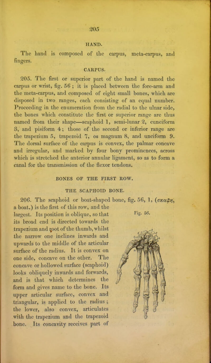 HAND. The hand is composed of the carpus, meta-carpus, and fingers. CARPUS. 205. The first or superior part of the hand is named the carpus or wrist, fig. 56 ; it is placed between the fore-arm and the meta-carpus, and composed of eight small bones, which are disposed in two ranges, each consisting of an equal number. Proceeding in the enumeration from the radial to the ulnar side, the bones which constitute the first or superior range are thus named from their shape—scaphoid 1, semi-lunar 2, cuneiform 3, and pisiform 4; those of the second or inferior range are the trapezium 5, trapezoid 7, os magnum 8, and unciform 9. The dorsal surface of the carpus is convex, the palmar concave and irregular, and marked by four bony prominences, across Avhich is stretched the anterior annular ligament, so as to form a canal for the transmission of the flexor tendons. BONES OF THE FIRST ROW. THE SCAPHOID BONE. 206. The scaphoid or boat-shaped bone, fig. 56, 1, {axu(pf], a boat,) is the first of this row, and the largest. Its position is oblique, so that ^'S- its broad end is directed towards the trapezium and i;oot of the thumb, whilst the narrow one inclines inwards and upwards to the middle of the articular surface of the radius. It is convex on one side, concave on the other. The concave or hollowed surface (scaphoid) looks obliquely inwards and forwards, and is that Avhich determines the form and gives name to the bone. Its upper articular surface, convex and triangular, is applied to the radius ; the lower, also convex, articulates with the trapezium and the trapezoid bone. Its concavity receives part of