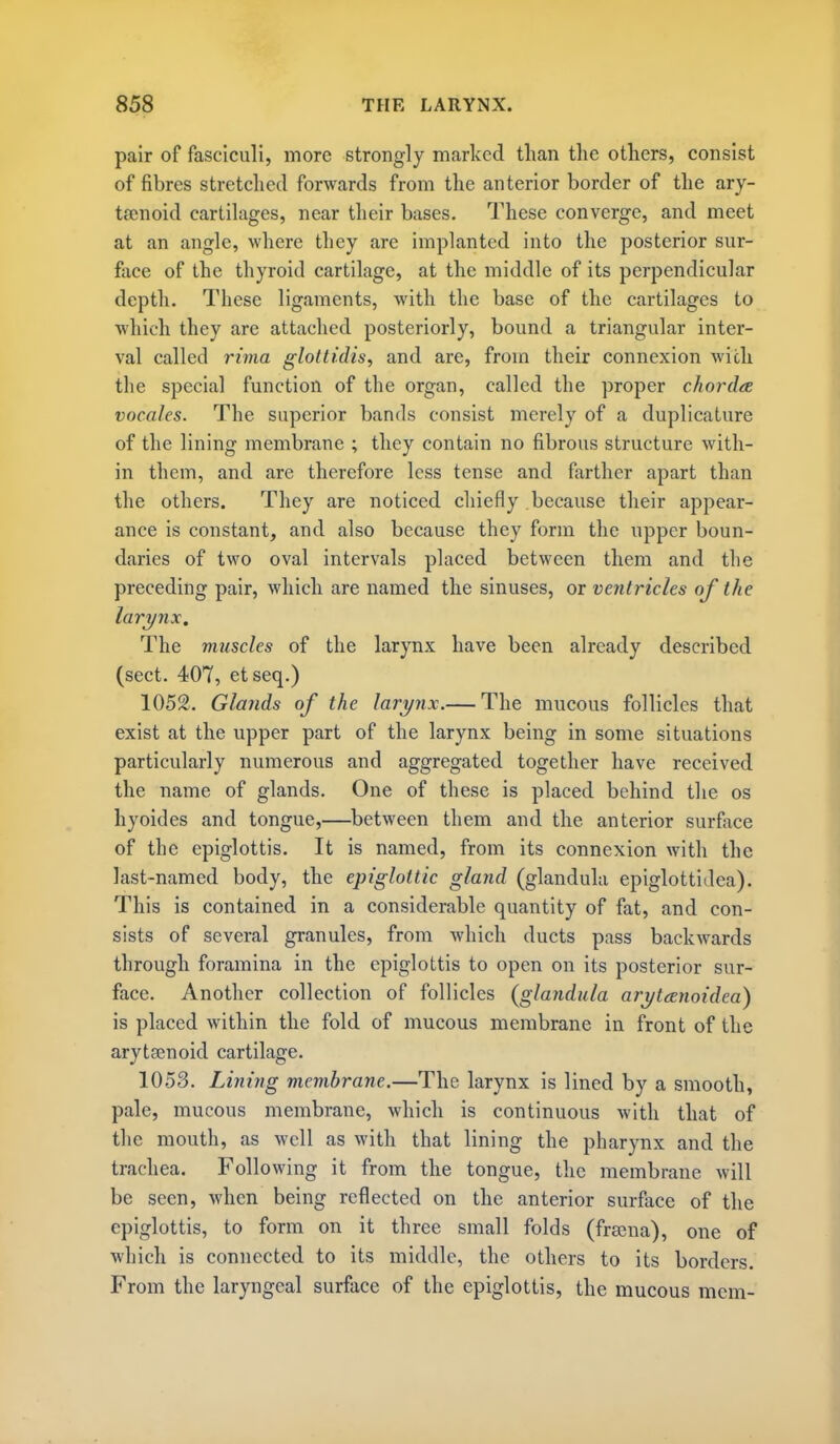 pair of fasciculi, more strongly marked than the others, consist of fibres stretched forwards from the anterior border of the ary- tsenoid cartilages, near their bases. These converge, and meet at an angle, where they are implanted into the posterior sur- face of the thyroid cartilage, at the middle of its perpendicular depth. These ligaments, with the base of the cartilages to which they are attached posteriorly, bound a triangular inter- val called rima glottidis, and are, from their connexion with the special function of the organ, called the proper chordee vocales. The superior bands consist merely of a duplicature of the lining membrane ; they contain no fibrous structure with- in them, and are therefore less tense and farther apart than the others. They are noticed chiefly because their appear- ance is constant, and also because they form the upper boun- daries of two oval intervals placed between them and the preceding pair, which are named the sinuses, or ventricles of the larynx. The muscles of the larynx have been already described (sect. 407, etseq.) 1052. Glands of the larynx.— The mucous follicles that exist at the upper part of the larynx being in some situations particularly numerous and aggregated together have received the name of glands. One of these is placed behind the os hyoides and tongue,—between them and the anterior surface of the epiglottis. It is named, from its connexion with the last-named body, the epiglottic gland (glandula epiglottidea). This is contained in a considerable quantity of fat, and con- sists of several granules, from which ducts pass backwards through foramina in the epiglottis to open on its posterior sur- face. Another collection of follicles (glandula arx/t<enoidea) is placed within the fold of mucous membrane in front of the arytsenoid cartilage. 1053. Lining membrane.—The larynx is lined by a smooth, pale, mucous membrane, which is continuous with that of the mouth, as well as with that lining the pharynx and the trachea. Following it from the tongue, the membrane will be seen, when being reflected on the anterior surface of the epiglottis, to form on it three small folds (frscna), one of which is connected to its middle, the others to its borders. From the laryngeal surface of the epiglottis, the mucous mem-
