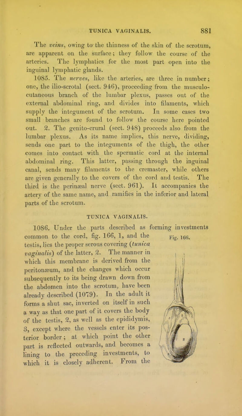 The veins, owing to the thinness of the skin of tlie scrotum, are apparent on the surface; tliey follow the course of the arteries. The lymphatics for the most part open into the inguinal lymphatic glands. 1085. The nerves, like the arteries, are three in number; one, the ilio-scrotal (sect. 94)6), proceeding from the musculo- cutaneous branch of the lumbar plexus, passes out of the external abdominal ring, and divides into filaments, which supply the integument of the scrotum. In some cases two small branches are found to follow the course here pointed out. 2. The genito-crural (sect. 948) proceeds also from the lumbar plexus. As its name implies, this nerve, dividing, sends one part to the integuments of the thigh, the other comes into contact with the spermatic cord at the internal abdominal ring. This latter, passing through the inguinal canal, sends many filaments to the cremaster, while others are given generally to the covers of the cord and testis. The third is the pcrinseal nerve (sect. 961). It accompanies the artery of the same name, and ramifies in the inferior and lateral parts of the scrotum. TUNICA VAGINALIS. 1086. Under the parts described as forming investments common to tlie cord, fig. 166, 1, and the testis, lies the proper serous covering {tunica vaginalis) of the latter, 2. The manner in which this membrane is derived from the peritonaeum, and the changes which occur subsequently to its being drawn down from the abdomen into the scrotum, have been already described (1079). In the adult it forms a shut sac, inverted on itself in such a way as that one part of it covers the body of the testis, % as well as the epididymis, 8, except where the vessels enter its pos- terior border; at which point the other part is reflected outwards, and becomes a lining to the preceding investments, to which it is closely adherent. From the Fig. 166.