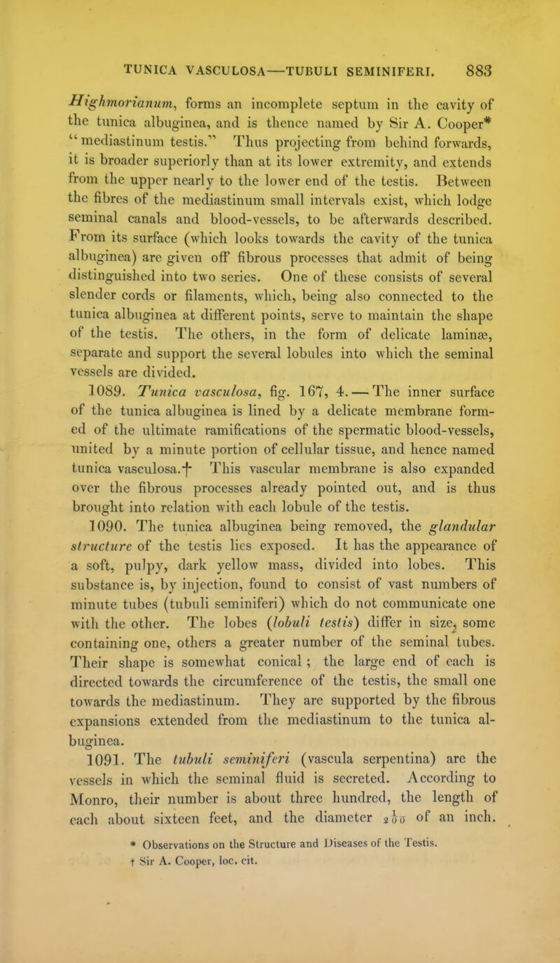 Highmonanu7n, forms an incomplete septum in the cavity of the tunica albuginea, and is thence named by Sir A. Cooper*  mediastinum testis. Thus projecting from behind forwards, it is broader superiorly than at its lower extremity, and extends from the upper nearly to the lower end of the testis. Between the fibres of the mediastinum small intervals exist, which lodge seminal canals and blood-vessels, to be afterwards described. From its surface (which looks towards the cavity of the tunica albuginea) are given off fibrous processes that admit of being distinguished into two series. One of these consists of several slender cords or filaments, which, being also connected to the tunica albuginea at different points, serve to maintain the shape of the testis. The others, in the form of delicate laminae, separate and support the several lobules into which the seminal vessels are divided. 1089. Tunica vasculosa, fig. 167, 4. — The inner surface of the tunica albuginea is lined by a delicate membrane form- ed of the ultimate ramifications of the spermatic blood-vessels, united by a minute portion of cellular tissue, and hence named tunica vasculosa.-f- This vascular membrane is also expanded over the fibrous processes already pointed out, and is thus brought into relation with each lobule of the testis. 1090. The tunica albuginea being removed, the glandular structure of the testis lies exposed. It has the appearance of a soft, pulpy, dark yellow mass, divided into lobes. This substance is, by injection, found to consist of vast numbers of minute tubes (tubuli seminiferi) which do not communicate one with the other. The lobes {lohuli testis) differ in size, some containing one, others a greater number of the seminal tubes. Their shape is somewhat conical; the large end of each is directed towards the circumference of the testis, the small one towards the mediastinum. They are supported by the fibrous expansions extended from the mediastinum to the tunica al- buginea. 1091. The tuhuli seviiniferi (vascula serpentina) are the vessels in which the seminal fluid is secreted. According to Monro, their number is about three hundred, the length of each about sixteen feet, and the diameter 200 of an inch. * Observations on the Structure and diseases of the Testis,