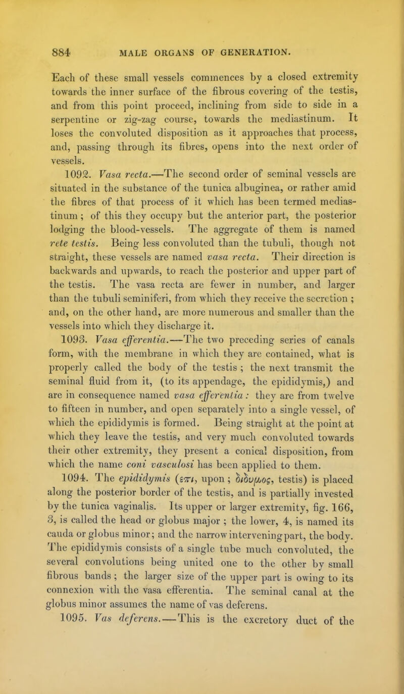 Each of these small vessels commences by a closed extremity towards the inner surface of the fibrous covering of the testis, and from this point proceed, inclining from side to side in a serpentine or zig-zag course, towards the mediastinum. It loses the convoluted disposition as it approaches that process, and, passing through its fibres, opens into the next order of vessels. 1092. Vasa recta.—The second order of seminal vessels are situated in the substance of the tunica albuginea, or rather amid the fibres of that process of it which has been termed medias- tinum ; of this they occupy but the anterior part, the posterior lodging the blood-vessels. The aggregate of them is named rete testis. Being less convoluted than the tubuli, though not straight, these vessels are named vasa recta. Their direction is backwards and upwards, to reach the posterior and upper part of the testis. The vasa recta are fewer in number, and larger than the tubuli seminiferi, from which they receive the secretion ; and, on the other hand, are more numerous and smaller than the vessels into which they discharge it. 1093. Vasa efferentia.—The two preceding series of canals form, with the membrane in which they are contained, what is properly called the body of the testis ; the next transmit the seminal fluid from it, (to its appendage, the epididymis,) and are in consequence named vasa efferentia: they are from twelve to fifteen in number, and open separately into a single vessel, of which the epididymis is formed. Being straight at the point at which they leave the testis, and very much convoluted towards their other extremity, they present a conical disposition, from which the name coni vasculosi has been applied to them. 1094. The epididymis (exi, upon; lihu^jjog, testis) is placed along the posterior border of the testis, and is partially invested by the tunica vaginalis. Its upper or larger extremity, fig. 166, 3, is called the head or globus major ; the lower, 4, is named its Cauda or globus minor; and the narrow intervening part, the body. The epididymis consists of a single tube much convoluted, the several convolutions being united one to the other by small fibrous bands; the larger size of the upper part is owing to its connexion with the vasa efferentia. The seminal canal at the globus minor assumes the name of vas deferens. 1095. Vas deferens. — This is the excretory duct of the