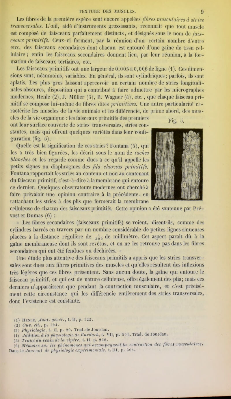 TEXTURE DES MUSCLES. (J Les fibres de la première espèce sont encore appelées fibres musculaires à stries transversales. L'œil, aidé d'instruments grossissants, reconnaît que tout muscle est composé de faisceaux parfaitement distincts, et désignés sous le nom de fais- ceaux primitifs. Ceux-ci forment, par la réunion d'un certain nombre d'entre eux, des faisceaux secondaires dont chacun est entouré d'une gaine de tissu cel- lulaire ; enfin les faisceaux secondaires donnent lieu, par leur réunion, à la for- mation de faisceaux tertiaires, etc. Les faisceaux primitifs ont une largeur de 0,005 à 0,006 de ligne (1). Ces dimen- sions sont, néanmoins, variables. En général, ils sont cylindriques; parfois, ils sont aplatis. Les plus gros laissent apercevoir un certain nombre de stries longitudi- nales obscures, disposition qui a contribué à faire admettre par les micrographes modernes, Henle (2),J. Miiller (3), R. Wagner (h), etc., que chaque faisceau pri- mitif se compose lui-même de fibres dites primitives. Une autre particularité ca- ractérise les muscles de la vie animale et les différencie, de prime abord, des mus- cles de la vie organique : les faisceaux primitifs des premiers ont leur surface couverte de stries transversales, stries con- stantes, mais qui offrent quelques variétés dans leur confi- guration (fig. 5). Quelle est la signification de ces stries? Fontana (5), qui les a très bien figurées, les décrit sous le nom de tac/tes blanches et les regarde comme dues à ce qu'il appelle les petits signes ou diaphragmes des fils charnus primitifs. Fontana rapportait les stries au contenu et non au contenant du faisceau primitif, c'est-à-dire à la membrane qui entoure ce dernier. Quelques observateurs modernes ont cherché à faire prévaloir une opinion contraire a la précédente, en rattachant les stries à des plis que formerait la membrane celluleuse de chacun des faisceaux primitifs. Cette opinion a été soutenue par Pré- vost et Dumas (6) : « Les fibres secondaires (faisceaux primitifs) se voient, disent-ils, comme des cylindres barrés en travers par un nombre considérable de petites lignes sinueuses placées à la distance régulière de ^ de millimètre. Cet aspect paraît dû à la gaine membraneuse dont ils sont revêtus, et on ne les retrouve pas dans les fibres secondaires qui ont été fendues ou déchirées. » Lue étude plus attentive des faisceaux primitifs a appris que les stries transver- sales sont dues aux fibres primitives des muscles et qu'elles résultent des indexions très légères que ces fibres présentent. Sans aucun doute, la gaîne qui entoure le faisceau primitif, et qui est de nature celluleuse, offre également des plis; mais ces derniers n'apparaissent que pendant la contraction musculaire, et c'est précisé- ment cette circonstance qui les différencie entièrement des stries transversales, dont l'existence est constante. (1) IIeni.e, Anal, gencr., t. 11, p. 122. (2) Ouv. cit., p. 1 24. (3; Physiologie, t. il, p. 20. Trad.de Jourdan. (4) Jddition à la physiologie de Bufdaeh, t. Vil, p. 291. Trad. de Jourdan. (5) Traite du venin de la vipère, MI, p. 228. (6) Mémoire sur les phénomènes qui accompagnent la contraction des fibres muscu'aires.