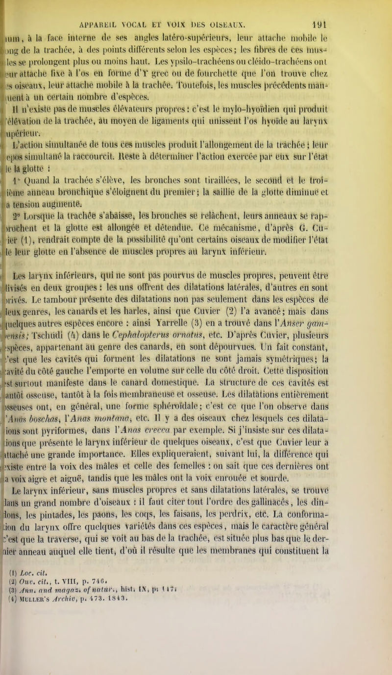 mil). à la face interne de ses angles latéro-supéricurs, leur attache mobile le mg de la trachée, à des points différents selon les espèces; les libres de ces tntis- lesse prolongent pinson moins haut. Lesypsilo-lrachécmsoucléido-tracliéensont -nr attache fixe ;» l'os en l'orme d'Y grec ou de fourchette que. l'on trouve cite/, •s oiseaux, leur attache mobile a la trachée. Toutefois, les muscles précédents man- dent à un certain nombre d'espèces. Il n'existe pas de muscles élévateurs propres: c'est le m} lo-hyoïdion qui produit élévation de la trachée, au moyen de ligaments qui unissent l'os hyoïde au larynx npéfieur. I/action simultanée de tons ces muscles produit l'allongement de la trachée ; leur riios simultané la raccourcit. Reste à déterminer l'action exercée par eux sur l'état e là glotte : 1- Quand la trachée s'élève, les bronches sont tiraillées, le second et le Iroi- ietiie anneau bronchique s'éloignent du premier; la saillie de la glotte diminue et a tension augmente. Lorsque la trachée s'abaisse, les bronches se relâchent, leurs anneaux se rap- iiorhenl et la glotte est. allongée et détendue. Ce mécanisme, d'après G. Cu- ier (l), rendrait compte de la possibilité qu'ont certains oiseaux de modifier l'état le leur glotte eu l'absence de muscles propres au larynx inférieur. ;# Les larynx inférieurs, qui ne sont pas pourvus de muscles propres, peuvent être ivisés en deux groupes : les uns offrent des dilatations latérales, d'autres en sont ii hés. Le tambour présente des dilatations non pas seulement dans les espèces de leu\ genres, les canards et les harlcs, ainsi que Cuvier (2) l'a avancé; mais dans |wclqiies autres espèces encore : ainsi Yarrclle (3) en a trouvé dans YAnser gam- îiert*»,' ïschlidî (4) daiis le Cephalopterus ornotm, etc. D'après Citvicr, plusieurs •spèces, appartenant au genre des canards, en sont dépourvues. Un fait constant, i 'est que les cavités qui forment les dilatations ne sont jamais symétriques; la a\ ité du coté gauche l'emporte en volume suf celle du côté droit. Celle disposition st surtout manifeste dans le canard domestique. La structure de ces ca\ités est aîltôi osseuse, tantôt à la fois membraneuse et osseuse. Les dilatations entièrement iSItëUses ont, en général, une forme sphéroïdale ; c'est ce que l'on observe dans 'AMs boschos, YAfl&ë montano, etc. Il y a des oiseaux chez lesquels ces dilata- ions sont pyriformes, dans YAnas crcmi. par exemple. Si j'insiste sur ces dilata- ions (pie présente le larynx inférieur de quelques oiseaux, c'est que Cuvier leur a itiachéune grande importante. Elles expliqueraient, suivant lui, la différence qui \isie entre la voix des mflles et celle des femelles : on sait (pie ces dernières ont a voix aigre et aiguë, tandis que les mâles ont la voix enrouée et sourde. Le larynx inférieur, sans muscles propres et sans dilatations latérales, se trouve laits un grand nombre d'oiseaux ; il faut citer tout l'ordre des gallinacés, les (Un- ions, les pintades, les paons, les coqs, les faisans, les perdrix, etc. La conforma- Lion du larynx offre quelques variétés clans ces espèces, mais le caractère général c'eSt que la traverse, qui se voit au bas de la trachée, est située plus basque le der- nier anneau auquel elle tient, d'où il résulte que les membranes qui constituent la (1) Loc. cit. (2) Out. cit., t. VIII, p. 740. (3) Jnn. r/nrf magaz. of notur., hist. IX, pi t 17; (i) MULLEH'S Archit, \n 473. 1843.