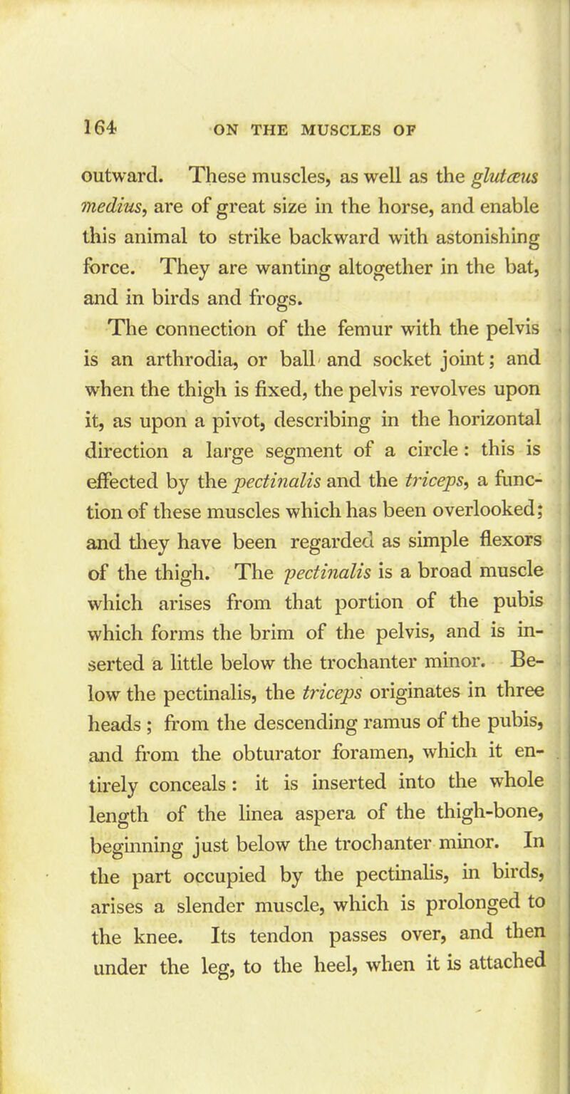 outward. These muscles, as well as the glutaus medius, are of great size in the horse, and enable this animal to strike backward with astonishing force. They are wanting altogether in the bat, and in birds and frogs. The connection of the femur with the pelvis is an arthrodia, or ball and socket joint; and when the thigh is fixed, the pelvis revolves upon it, as upon a pivot, describing in the horizontal direction a large segment of a circle : this is effected by the pectinalis and the triceps, a func- tion of these muscles which has been overlooked; and they have been regarded as simple flexors of the thigh. The 'pectinalis is a broad muscle which arises from that portion of the pubis which forms the brim of the pelvis, and is in- serted a little below the trochanter minor. Be- low the pectinalis, the triceps originates in three heads ; from the descending ramus of the pubis, and from the obturator foramen, which it en- tirely conceals : it is inserted into the whole length of the linea aspera of the thigh-bone, beginning just below the trochanter minor. In the part occupied by the pectinalis, in birds, arises a slender muscle, which is prolonged to the knee. Its tendon passes over, and then under the leg, to the heel, when it is attached