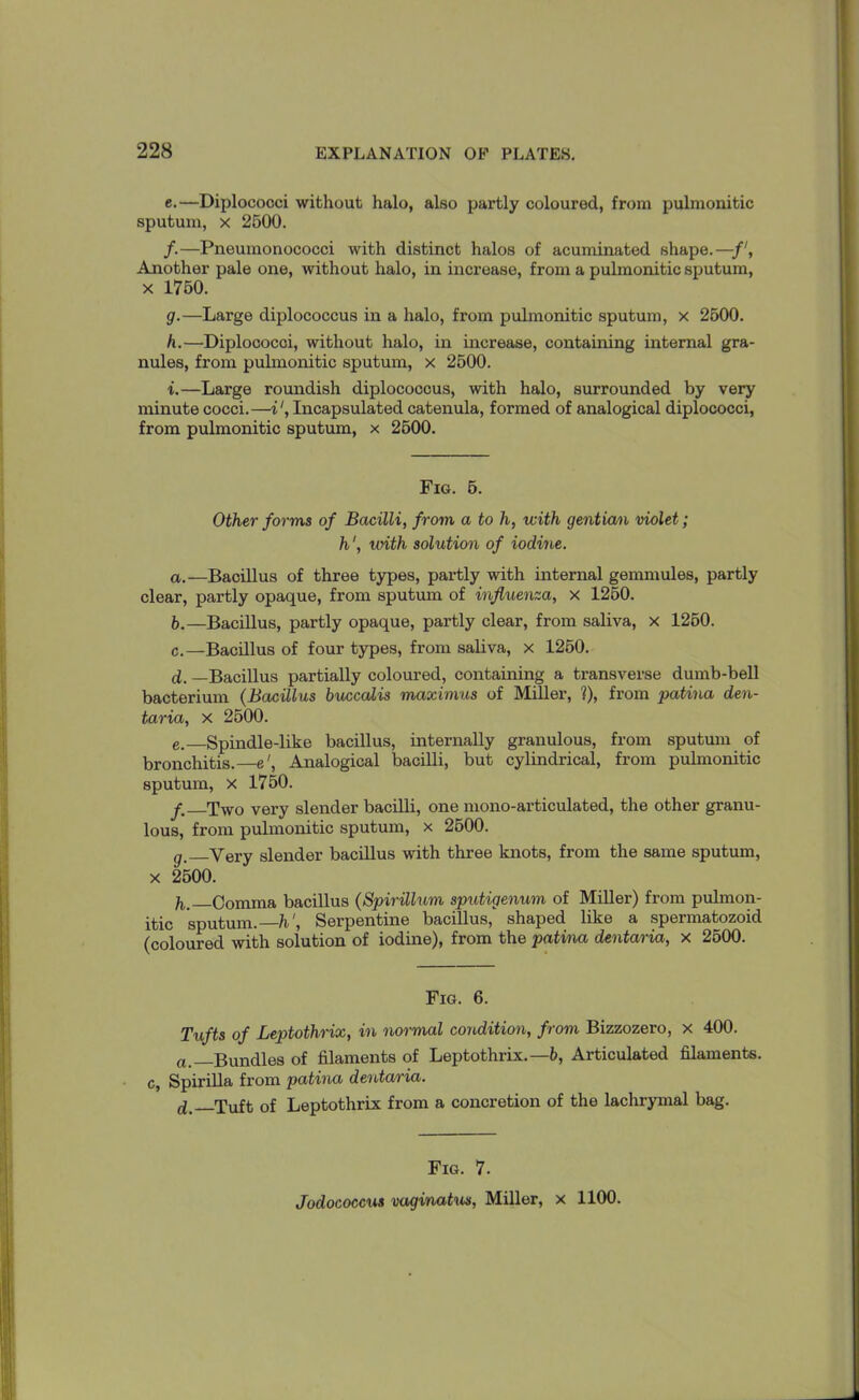 e.—Diplococci without halo, also partly coloured, from pulmonitic sputum, x 2500. /.—Pneumonococci with distinct halos of acuminated shape.—■/', Another pale one, without halo, in increase, from a pulmonitic sputum, x 1750. g. —Large diplococcus in a halo, from pulmonitic sputum, x 2500. h. —Diplococci, without halo, in increase, containing internal gra- nules, from pulmonitic sputum, x 2500. i. —Large roundish diplococcus, with halo, surrounded by very minute cocci. —iIncapsulated catenula, formed of analogical diplococci, from pulmonitic sputum, x 2500. Fig. 5. Other forms of Bacilli, from a to h, with gentian violet; h', with solution of iodine. a. —Bacillus of three types, partly with internal gemmules, partly clear, partly opaque, from sputum of influenza, x 1250. b. —Bacillus, partly opaque, partly clear, from saliva, x 1250. c. —Bacillus of four types, from saliva, x 1250. d. —Bacillus partially coloured, containing a transverse dumb-bell bacterium (Bacillus buccalis maximus of Miller, ?), from patina den- taria, x 2500. e. —Spindle-like bacillus, internally granulous, from sputum of bronchitis.—e', Analogical bacilli, but cylindrical, from pulmonitic sputum, x 1750. y Two very slender bacilli, one mono-articulated, the other granu- lous, from pulmonitic sputum, x 2500. g_ Very slender bacillus with three knots, from the same sputum, x 2500. h, Comma bacillus (Spirillum sputigenum of Miller) from pulmon- itic sputum.—h', Serpentine bacillus, shaped like a spermatozoid (coloured with solution of iodine), from the patina dentaria, x 2500. Fig. 6. Tufts of Leptothrix, in normal condition, from Bizzozero, x 400. a.—Bundles of filaments of Leptothrix.— b, Articulated filaments, c, Spirilla from patina dentaria. d, Tuft of Leptothrix from a concretion of the lachrymal bag. Fig. 7. Jodococcus vaginatus, Miller, x 1100.