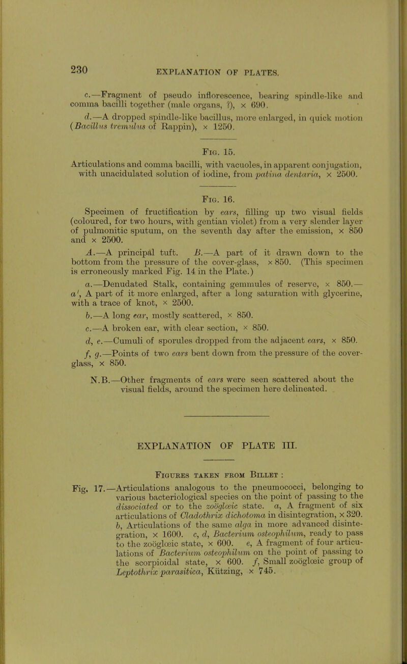 c. —Fragment of pseudo inflorescence, bearing spindle-like and comma bacilli together (male organs, ?), x (590. d. —A dropped spindle-like bacillus, more enlarged, in <juick motion (Bacillus tremuhis of Rappin), x 1250. Fig. 15. Articulations and comma bacilli, with vacuoles, in apparent conjugation, with unacidulated solution of iodine, from patina dentaria, x 2500. Fig. 16. Specimen of fructification by ears, filling up two visual fields (coloured, for two hours, with gentian violet) from a very slender layer of pulmonitic sputum, on the seventh day after the emission, x 850 and x 2500. A.—A principal tuft. B.—A part of it drawn down to the bottom from the pressure of the cover-glass, x 850. (This specimen is erroneously marked Fig. 14 in the Plate.) a. —Denudated Stalk, containing gemmules of reserve, x 850.— a1, A part of it more enlarged, after a long saturation with glycerine, with a trace of knot, x 2500. b. —A long ear, mostly scattered, x 850. c. —A broken ear, with clear section, x 850. d. e.—Cumuli of sporules dropped from the adjacent ears, x 850. f, g.—Points of two ears bent down from the pressure of the cover- glass, x 850. N.B.—Other fragments of ears were seen scattered about the visual fields, around the specimen here delineated. EXPLANATION OF PLATE III. Figures taken from Billet : Fig, 17,—Articulations analogous to the pneumococci, belonging to various bacteriological species on the point of passing to the dissociated or to the zooglceic state, a, A fragment of six articulations of Cladothrix dichotoma in disintegration, x 320. b, Articulations of the same alga in more advanced disinte- gration, x 1600. c, d, Bacterium osteophilum, ready to pass to the zooglceic state, x 600. e, A fragment of four articu- lations of Bacterium osteophilum on the point of passing to the scorpioidal state, x 600. /, Small zoogloeic group of Leptothrix parasitica, Kiitzing, x 745.