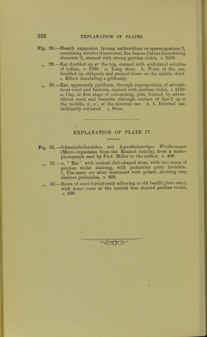 Fig. 28.—Sheath expansion (young antheridium or spermogonium ?), containing slender transversal fine beams (future fecundating elements ?), stained with strong gentian violet, x 3100. ,, 29.—Ear doubled up at the top, stained with acidulated solution of iodine, x 1700. a, Long stem, b, Point of the ear, doubled up obliquely and pressed down on the middle third, c, Elbow simulating a gibbosity. ,, 30.—Ear, apparently pyriform, through superposition of adventi- tious cocci and bacteria, stained with gentian violet, x 1170. a, Cap, at first stage of colourising, pale, formed by adven- titious cocci and bacteria (through contact of lips ?) up to the middle, a', a1, of the internal ear. h, b, Internal ear, brilliantly coloured, c, Stem. EXPLANATION OF PLATE IV. Fig. 31.—Schmehoberhautchen mit Leptothrixartigen Wucherungen (Micro-organisms from the Enamel cuticle), from a micro- photograph sent by Prof. Miller to the author, x 400. ,, 32.—a, “ Ear” with conical club-shaped stem, with two zones of gentian violet staining, with peduncles quite invisible. b, The same ear after treatment with potash, showing very distinct peduncles, x 820. ,, 33.—Rows of cocci fortuitously adhering to old bacilli (false ears), with some cocci in the central line stained gentian violet,