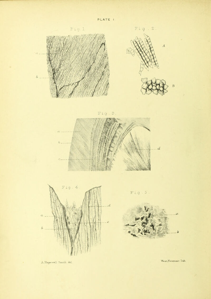 PLATE 1. Fig . 3 ' ' T' KI-? ^ J h' Ij; ■,-11 § ch Pig . 5 . Sn-utK del ^estj^ewmari litk