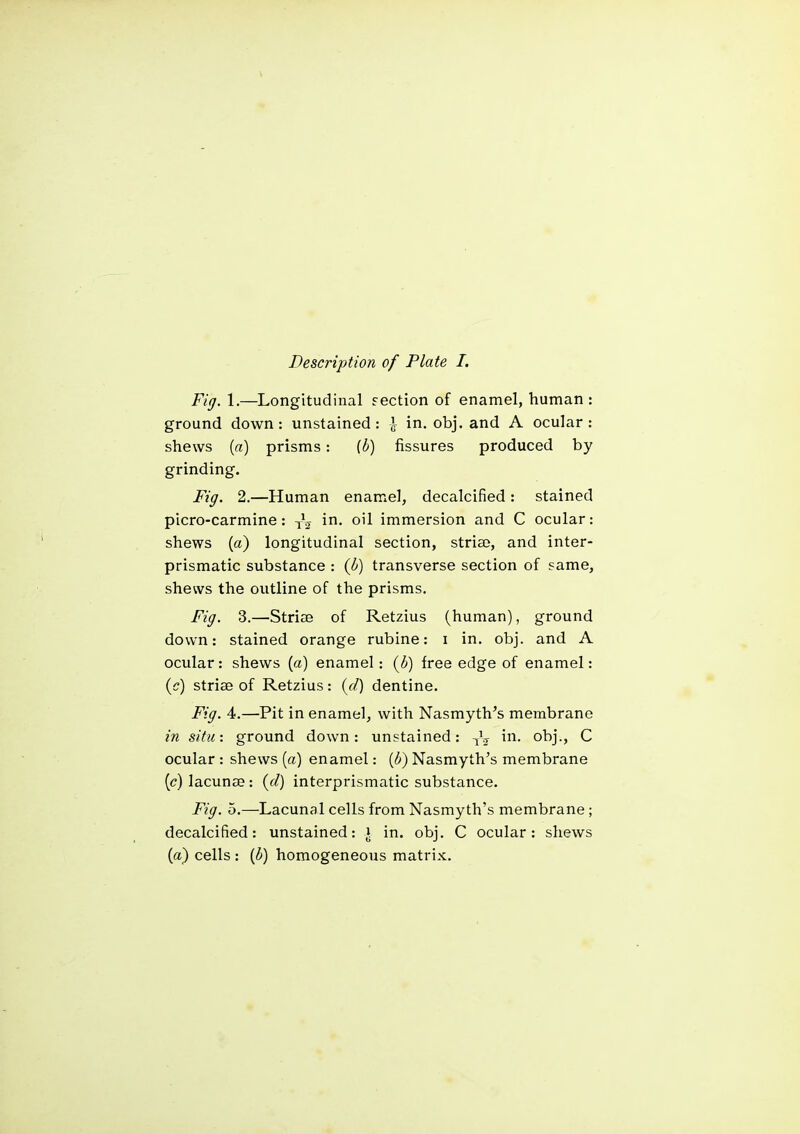 Description of Plate I. Fig. 1.—Longitudinal fection of enamel, human : ground down: unstained : in. obj. and A ocular : shews {a) prisms: [b) fissures produced by grinding. Fig. 2.—Human enamel, decalcified: stained picro-carmine: in. oil immersion and C ocular: shews (a) longitudinal section, striae, and inter- prismatic substance : (b) transverse section of same, shews the outline of the prisms. Fig. 3.—Striae of Retzius (human), ground down: stained orange rubine: i in. obj. and A ocular: shews (a) enamel: (b) free edge of enamel: (c) striae of Retzius: (r/) dentine. Fig. 4.—Pit in enamel, with Nasmyth’s membrane in situ-, ground down: unstained: in. obj., C ocular : shews [a) enamel: {b) Nasmyth’s membrane {c) lacunae : {d) interprismatic substance. Fig. 5.—Lacunal cells from Nasmyth’s membrane ; decalcified: unstained: J in. obj. C ocular: shews (a) cells : {b) homogeneous matrix,.