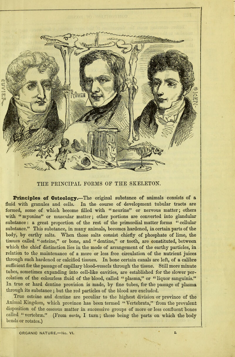 THE PRINCIPAL FORMS OF THE SKELETON. Principles of Osteology.—The original substance of animals consists of a fluid with granules and cells. In the course of development tubular tracts are formed, some of which become filled with neurine or nervous matter; others with  myonine or muscular matter; other portions are converted into glandular substance : a great proportion of the rest of the primordial matter forms  cellular substance. This substance, in many animals, becomes hardened, in certain parts of the body, by earthy salts. When those salts consist chiefly of phosphate of lime, the tissues called  osteine, or bone, and  dentine, or tooth, are constituted, between which the chief distinction lies in the mode of arrangement of the earthy particles, in relation to the maintenance of a more or less free circulation of the nutrient juices through such hardened or calcified tissues. In bone certain canals are left, of a calibre sufficient for the passage of capillary blood-vessels through the tissue. Still more minute tubes, sometimes expanding into cell-like cavities, are established for the slower per- colation of the colourless fluid of the blood, called  plasma, or  liquor sanguinis. In true or hard dentine provision is made, by fine tubes, for the passage of plasma through its substance ; but the red particles of the blood are excluded. True osteine and dentine are peculiar to the highest division or province of the Animal Kingdom, which province has been termed  Vertebrata, from the prevalent disposition of the osseous matter in successive groups of more or less confluent bones called  vertebroe. (From verto, I turn; these being the parts on which the body bends or rotates.)