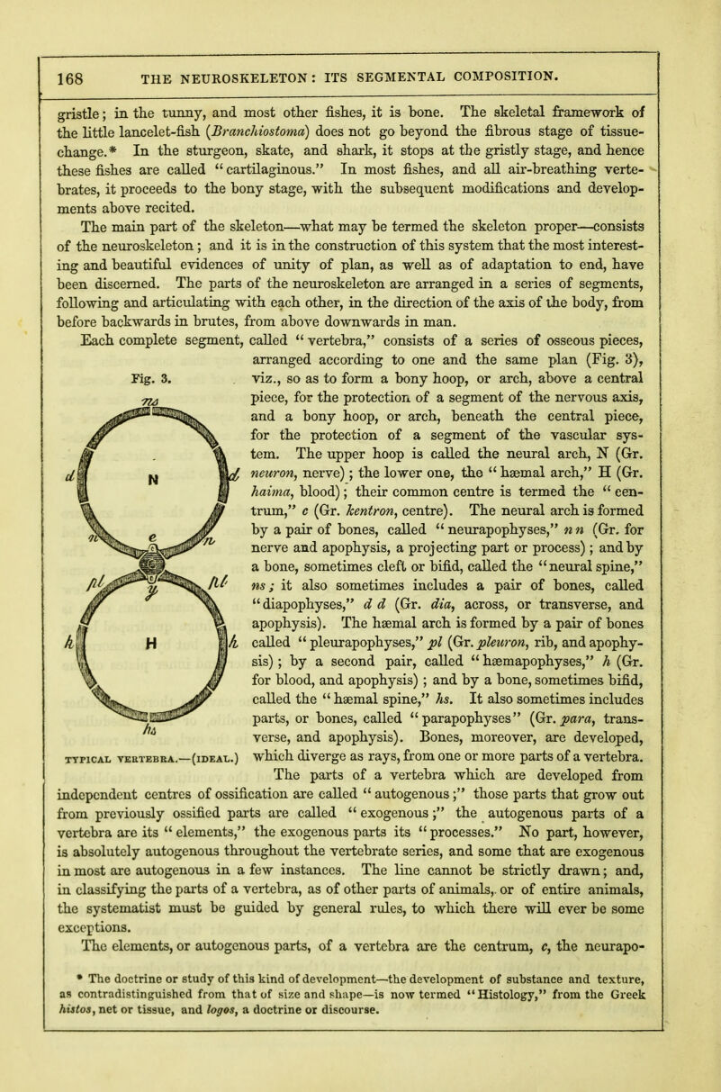 Fig. 3. ■na gristle; in the tunny, and most other fishes, it is bone. The skeletal framework of the little lancelet-fish [Branchiostoma) does not go beyond the fibrous stage of tissue- change.* In the sturgeon, skate, and shark, it stops at tbe gristly stage, and hence these fishes are called  cartilaginous. In most fishes, and all air-breathing verte- brates, it proceeds to the bony stage, with the subsequent modifications and develop- ments above recited. The main part of the skeleton—what may be termed the skeleton proper—consists of the neuroskeleton; and it is in the construction of this system that the most interest- ing and beautiful evidences of unity of plan, as well as of adaptation to end, have been discerned. The parts of the neuroskeleton are arranged in a series of segments, following and articulating with each other, in the direction of the axis of the body, from before backwards in brutes, from above downwards in man. Each complete segment, called  vertebra, consists of a series of osseous pieces, arranged according to one and the same plan (Fig. 3), viz., so as to form a bony hoop, or arch, above a central piece, for the protection of a segment of the nervous axis, and a bony hoop, or arch, beneath the central piece, for the protection of a segment of the vascular sys- tem. The upper hoop is called the neural arch, N (Gr. neuron, nerve); the lower one, the  haemal arch, H (Gr. haima, blood); their common centre is termed the  cen- trum, c (Gr. kentron, centre). The neural arch is formed by a pair of bones, called  neurapophyses, nn (Gr. for nerve and apophysis, a projecting part or process); and by a bone, sometimes cleft or bifid, called the neural spine, ns; it also sometimes includes a pair of bones, called  diapophyses, d d (Gr. dia, across, or transverse, and apophysis). The haemal arch is formed by a pair of bones called  pleurapophyses, pi (Gr. pleuron, rib, and apophy- sis) ; by a second pair, called  haemapophyses, h (Gr. for blood, and apophysis) ; and by a bone, sometimes bifid, called the  haemal spine, hs. It also sometimes includes parts, or bones, called  parapophyses (Gr. para, trans- verse, and apophysis). Bones, moreover, are developed, which diverge as rays, from one or more parts of a vertebra. The parts of a vertebra which are developed from independent centres of ossification are called  autogenous; those parts that grow out from previously ossified parts are called  exogenous; the autogenous parts of a vertebra are its  elements, the exogenous parts its  processes. No part, however, is absolutely autogenous throughout the vertebrate series, and some that are exogenous in most are autogenous in a few instances. The line cannot be strictly drawn; and, in classifying the parts of a vertebra, as of other parts of animals,, or of entire animals, the systematist must be guided by general rules, to which there will ever be some exceptions. The elements, or autogenous parts, of a vertebra are the centrum, c, the neurapo- * The doctrine or study of this kind of development—the development of substance and texture, as contradistinguished from that of size and shape—is now termed Histology, from the Greek histos, net or tissue, and logos, a doctrine or discourse. TYPICAL VERTEBRA.—(IDEAL.)