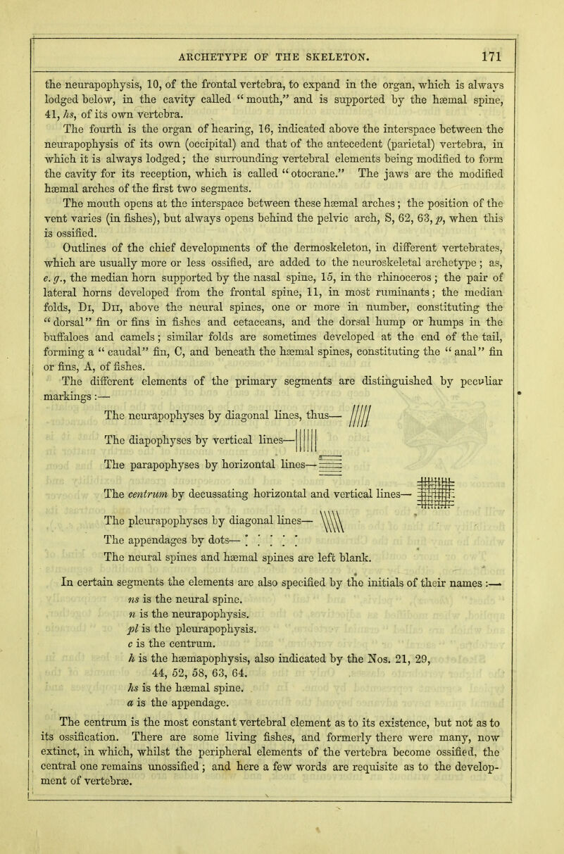 1 ARCHETYPE OF THE SKELETON. 171 the neurapophysis, 10, of the frontal vertebra, to expand in the organ, which is always lodged below, in the cavity called  mouth, and is supported by the haemal spine, 41, hs, of its own vertebra. The fourth is the organ of hearing, 16, indicated above the interspace between the neurapophysis of its own (occipital) and that of the antecedent (parietal) vertebra, in which it is always lodged; the surrounding vertebral elements being modified to form the cavity for its reception, which is called  otocrane. The jaws are the modified haemal arches of the first two segments. The mouth opens at the interspace between these haemal arches; the position of the vent varies (in fishes), but always opens behind the pelvic arch, S, 62, 63,^?, when this is ossified. Outlines of the chief developments of the dermoskeleton, in different vertebrates, which are usually more or less ossified, are added to the neuroskeletal archetype ; as, e. g., the median horn supported by the nasal spine, 15, in the rhinoceros ; the pair of lateral horns developed from the frontal spine, 11, in most ruminants; the median folds, Di, Dn, above the neural spines, one or more in number, constituting the  dorsal fin or fins in fishes and cetaceans, and the dorsal hump or humps in the buffaloes and camels; similar folds are sometimes developed at the end of the tail, forming a  caudal fin, C, and beneath the haemal spines, constituting the  anal fin ; or fins, A, of fishes. The different elements of the primary segments are distinguished by peculiar markings:— The neurapophyses by diagonal lines, thus- The diapophyses by vertical lines— The parapophyses by horizontal lines— gjgg The centrum by decussating horizontal and vertical lines— The pleurapophyses by diagonal lines— The appendages by dots— [ '. I \ ' The neural spines and haemal spines are left blank. In certain segments the elements are also specified by the initials of their names :—» ns is the neural spine. n is the neurapophysis. pi is the pleurapophysis. c is the centrum. h is the haemapophysis, also indicated by the Nos. 21, 29, 44, 52, 58, 63, 64. hs is the haemal spine. a is the appendage. The centrum is the most constant vertebral element as to its existence, but not as to its ossification. There are some living fishes, and formerly there were many, now extinct, in which, whilst the peripheral elements of the vertebra become ossified, the central one remains unossified; and here a few words are requisite as to the develop- ment of vertebrae. I' ■