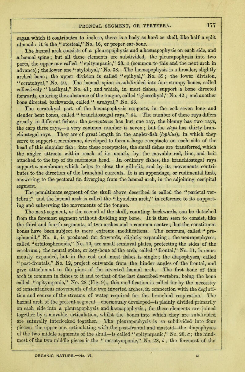 organ which it contributes to inclose, there is a body as hard as shell, like half a split almond: it is the  otosteal, No. 16, or proper ear-bone. The haemal arch consists of a pleurapophysis and a haemapophysis on each side, and a haemal spine; but all these elements are subdivided, the pleurapophysis into two parts, the upper one called  epitympanic, 23, a (common to this and the next arch in advance); the lower one  stylohyal, No. 38. The haemapophysis is a broader, slightly arched bone; the upper division is called  epihyal, No. 39 ; the lower division,  ceratohyal, No. 40. The haemal spine is subdivided into four stumpy bones, called collectively  basihyal, No. 41; and which, in most fishes, support a bone directed forwards, entering the substance of the tongue, called glossohyal, No. 42 ; and another bone directed backwards, called  urohyal, No. 43. The ceratohyal part of the haemapophysis supports, in the cod, seven long and slender bent bones, called  branchiostegal rays, 44. The number of these rays differs greatly in different fishes: the protopterus has but one ray, the blenny has two rays, the carp three rays,—a very common number is seven ; but the clops has thirty bran- chiostegal rays. They are of great length in the angler-fish (lophius), in which they serve to support a membrane, developed to form a large receptacle on each side of the head of this singular fish; into these receptacles, the small fishes are transferred, which the angler attracts within reach of its mouth, by the movable rod, line, and bait attached to the top of its enormous head. In ordinary fishes, the branchiostegal rays support a membrane which helps to close the gill-slit, and by its movements contri- butes to the direction of the branchial currents. It is an appendage, or rudimental limb, answering to the pectoral fin diverging from the haemal arch, in the adjoining occipital segment. The penultimate segment of the skull above described is called the  parietal ver- tebra ; and the haemal areh is called the  hyoidean arch, in reference to its support- ing and subserving the movements of the tongue. The next segment, or the second of the skull, counting backwards, can be detached from the foremost segment without dividing any bone. It is then seen to consist, like the third and fourth segments, of two arches and a common centre ; but the constituent bones have been subject to more extreme modifications. The centrum, called  pre- sphenoid, No. 9, is produced far forwards, slightly expanding; the neurapophyses, called  orbitosphenoids, No. 10, are small semioval plates, protecting the sides of the cerebrum; the neural spine, or key-bone of the arch, called  frontal, No. 11, is enor- mously expanded, but in the cod and most fishes is single; the diapophyses, called  post-frontals, No. 12, project outwards from the hinder angles of the frontal, and give attachment to the piers of the inverted haemal arch. The first bone of this arch is common in fishes to it and to that of the last described vertebra, being the bone called epitympanic, No. 28 (Fig. 9); this modification is called for by the necessity of consentaneous movements of the two inverted arches, in connection with the degluti- tion and course of the streams of water required for the branchial respiration. The haemal arch of the present segment—enormously developed—is plainly divided primarily on each side into a pleurapophysis and haemapophysis ; for these elements are joined together by a movable articulation, whilst the bones into which they are subdivided are suturally interlocked together. The pleurapophysis is so subdivided into four pieces; the upper one, articulating with the post-frontal and mastoid—the diapophyses of the two middle segments of the skull—is called  epitympanic, No. 28, a; the hind- most of the two middle pieces is the  mesotympanic, No. 28, b ; the foremost of the ORGANIC NATURE.—No. VI. M