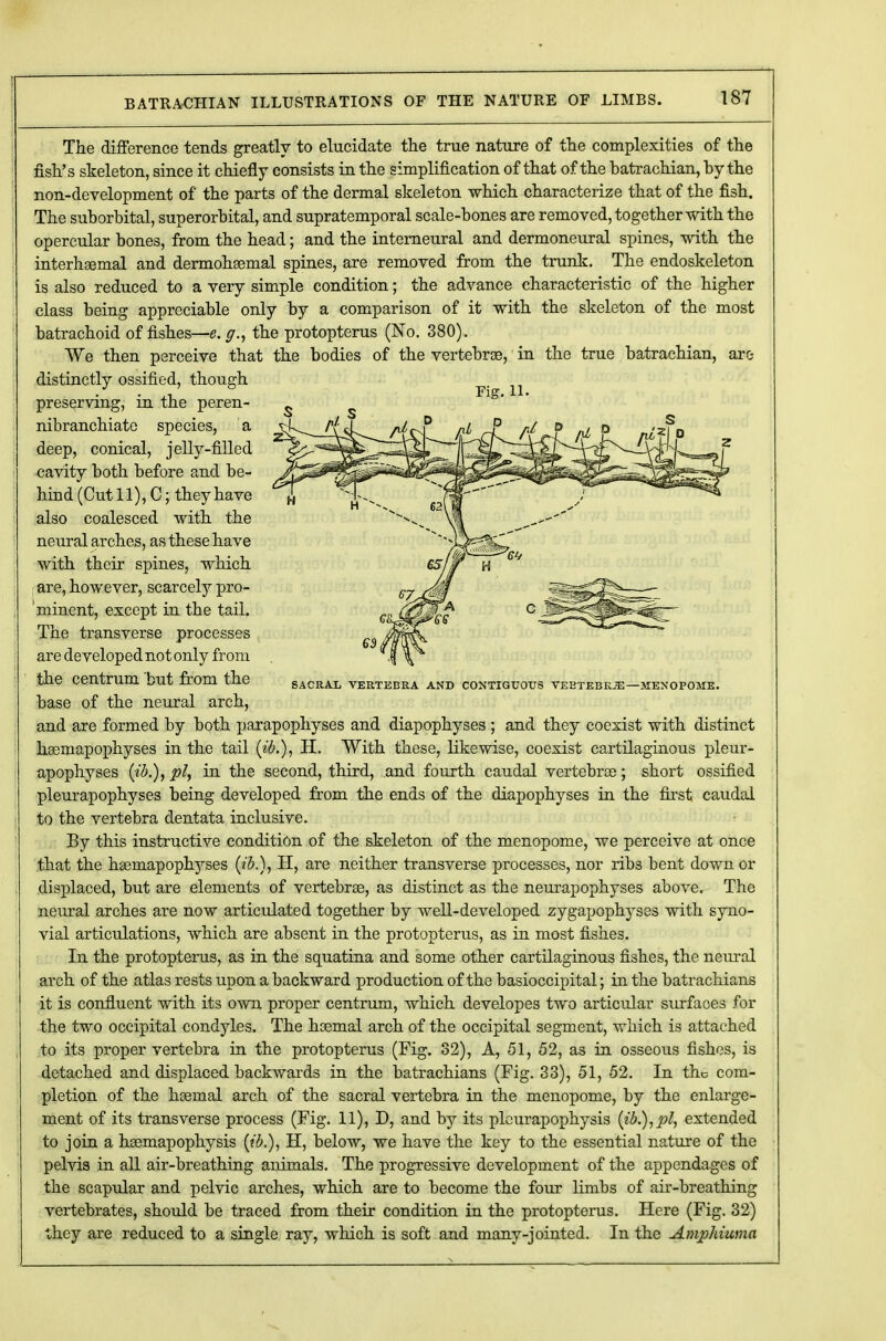 BATRACHIAN ILLUSTRATIONS OF THE NATURE OF LIMBS. Fig. 11. The difference tends greatly to elucidate the true nature of the complexities of the fish's skeleton, since it chiefly consists in the simplification of that of the batrachian, by the non-development of the parts of the dermal skeleton which characterize that of the fish. The suborbital, superorbital, and supratemporal scale-bones are removed, together with the opercular bones, from the head; and the interneural and dermoneural spines, with the interhaemal and dermohaemal spines, are removed from the trunk. The endoskeleton is also reduced to a very simple condition; the advance characteristic of the higher class being appreciable only by a comparison of it with the skeleton of the most batrachoid of fishes—e. g., the protopterus (No. 380). We then perceive that the bodies of the vertebrae, in the true batrachian, are distinctly ossified, though preserving, in the peren- nibranchiate species, a deep, conical, jelly-filled cavity both before and be- hind (Cut 11), C; they have also coalesced with the neural arches, as these have with their spines, which I are, however, scarcely pro- minent, except in the tail. The transverse processes are developed not only from the centrum but from the base of the neural arch, and are formed by both parapophyses and diapophyses ; and they coexist with distinct haeinapophyses in the tail (ib.), H. With these, likewise, coexist cartilaginous pleur- apophyses (ib.), pi, in the second, third, and fourth caudal vertebrae; short ossified pleurapophyses being developed from the ends of the diapophyses in the first caudal to the vertebra dentata inclusive. By this instructive condition of the skeleton of the menopome, we perceive at once that the haemapophyses (ib.), H, are neither transverse processes, nor ribs bent down or displaced, but are elements of vertebrae, as distinct as the neurapophyses above. The neural arches are now articulated together by well-developed zygapophyses with syno- vial articulations, which are absent in the protopterus, as in most fishes. In the protopterus, as in the squatina and some other cartilaginous fishes, the neural arch of the atlas rests upon a backward production of the basioccipital; in the batrachians it is confluent with its own proper centrum, which developes two articular surfaces for the two occipital condyles. The haemal arch of the occipital segment, which is attached to its proper vertebra in the protopterus (Fig. 82), A, 51, 52, as in osseous fishes, is detached and displaced backwards in the batrachians (Fig. 33), 51, 52. In the com- pletion of the haemal arch of the sacral vertebra in the menopome, by the enlarge- ment of its transverse process (Fig. 11), D, and by its pleurapophysis (ib.),pl, extended to join a haemapophysis (ib.), H, below, we have the key to the essential nature of the pelvis in all air-breathing animals. The progressive development of the appendages of the scapular and pelvic arches, which are to become the four limbs of air-breathing vertebrates, should be traced from their condition in the protopterus. Here (Fig. 32) they are reduced to a single ray, which is soft and many-jointed. In the Amphiuma SACRAL VERTEBRA AND CONTIGUOUS VEETEBRJE—MENOPOME.