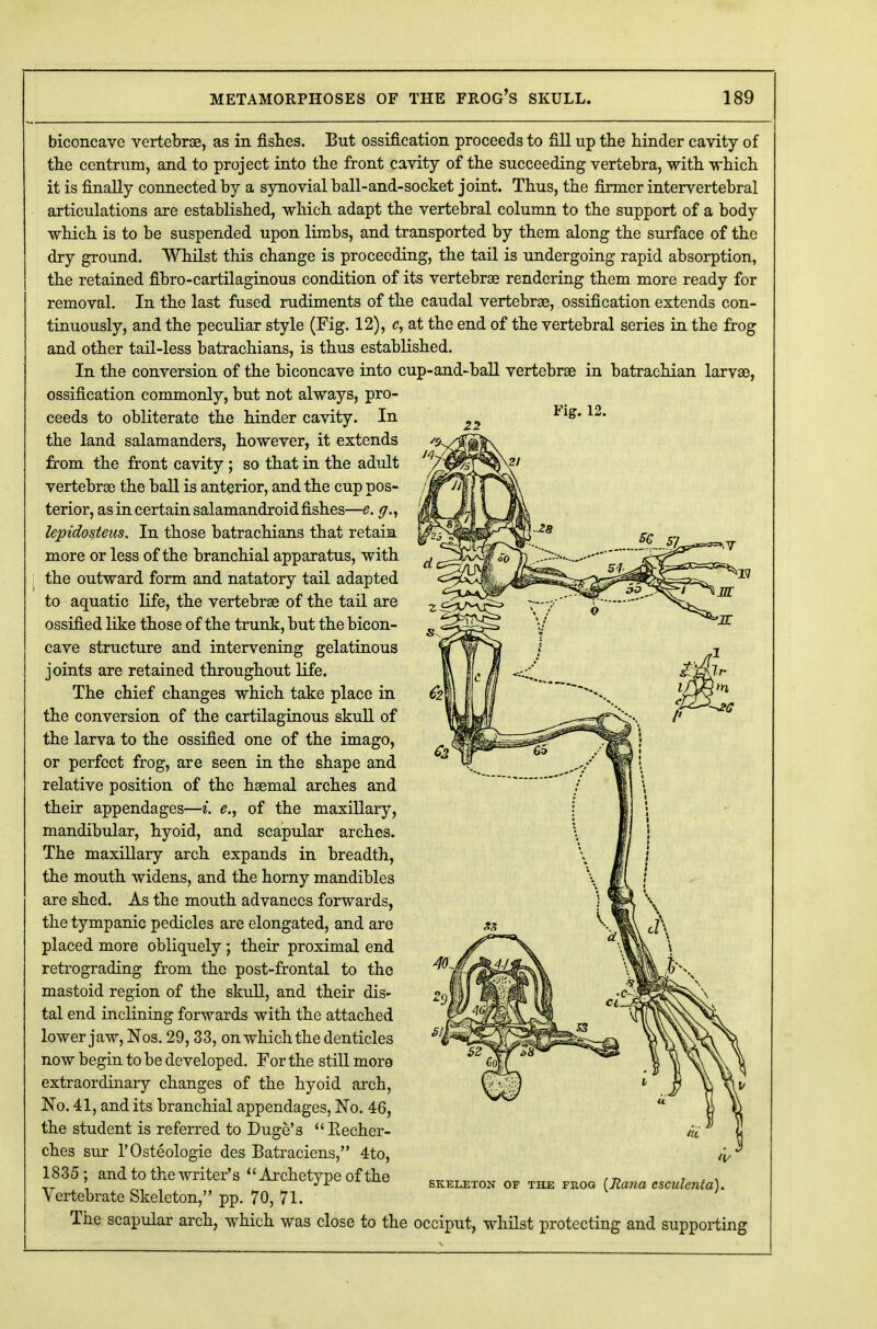 biconcave vertebrae, as in fishes. But ossification proceeds to fill up the hinder cavity of the centrum, and to project into the front cavity of the succeeding vertebra, with -which it is finally connected by a synovial ball-and-socket joint. Thus, the firmer intervertebral articulations are established, which adapt the vertebral column to the support of a body which is to be suspended upon limbs, and transported by them along the surface of the dry ground. Whilst this change is proceeding, the tail is undergoing rapid absorption, the retained fibro-cartilaginous condition of its vertebrae rendering them more ready for removal. In the last fused rudiments of the caudal vertebrae, ossification extends con- tinuously, and the peculiar style (Fig. 12), c, at the end of the vertebral series in the frog and other tail-less batrachians, is thus established. In the conversion of the biconcave into cup-and-ball vertebrae in batrachian larvae, ossification commonly, but not always, pro- ceeds to obliterate the hinder cavity. In 12, the land salamanders, however, it extends from the front cavity; so that in the adult vertebrae the ball is anterior, and the cup pos- terior, as in certain salamandroid fishes—e. g., lepidosteus. In those batrachians that retain more or less of the branchial apparatus, with the outward form and natatory tail adapted to aquatic life, the vertebrae of the tail are ossified like those of the trunk, but the bicon- cave structure and intervening gelatinous joints are retained throughout life. The chief changes which take place in the conversion of the cartilaginous skull of the larva to the ossified one of the imago, or perfect frog, are seen in the shape and relative position of the haemal arches and their appendages—i. e., of the maxillary, mandibular, hyoid, and scapular arches. The maxillary arch expands in breadth, the mouth widens, and the horny mandibles are shed. As the mouth advances forwards, the tympanic pedicles are elongated, and are placed more obliquely; their proximal end retrograding from the post-frontal to the mastoid region of the skull, and their dis- tal end inclining forwards with the attached lower jaw, Nos. 29, 33, on which the denticles now begin to be developed. For the still moro extraordinary changes of the hyoid arch, No. 41, and its branchial appendages, No. 46, the student is referred to Duge's Recher- ches sur l'Osteologie des Batraciens, 4to, 1835; and to the writer's Archetype of the Vertebrate Skeleton, pp. 70, 71. The scapular arch, which was close to the occiput, whilst protecting and supporting SKELETON OF THE FROG (Raild CSCUlcnta).