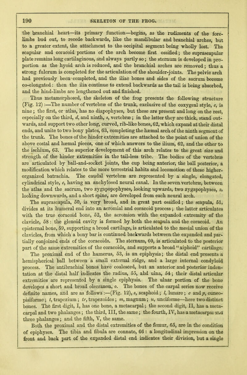 the branchial heart—its primary function—begins, as the rudiments of the fore- limbs bud out, to recede backwards, like the mandibular and branchial arches, but to a greater extent, the attachment to the occipital segment being wholly lost. The scapular and coracoid portions of the arch become first ossified; the suprascapular plate remains long cartilaginous, and always partly so ; the sternum is developed in pro- portion as the hyoid arch is reduced, and the branchial arches are removed; thus a strong fulcrum is completed for the articulation of the shoulder-joints. The pelvic arch had previously been completed, and the iliac bones and sides of the sacrum become co-elongated: then the ilia continue to extend backwards as the tail is being absorbed, and the hind-limbs are lengthened out and finished. Thus metamorphosed, the skeleton of the frog presents the following structure (Fig. 12):—The number of vertebrae of the trunk, exclusive of the coxygeal style, c, is nine ; the first, or atlas, has no diapophyses, but these are present and long on the rest, especially on the third, d, and ninth, s, vertebrae ; in the latter they are thick, stand out- wards, and support two other long, curved, rib-like bones, 62, which expand at their distal ends, and unite to two bony plates, 63, completing the haemal arch of the ninth segment of the trunk. The bones of the hinder extremities are attached to the point of union of the above costal and haemal pieces, one of which answers to the ilium, 62, and the other to the ischium, 63. The superior development of this arch relates to the great size and strength of the hinder extremities in the tail-less tribe. The bodies of the vertebrae are articulated by ball-and-socket joints, the cup being anterior, the ball posterior, a modification which relates to the more terrestrial habits and locomotion of these higher- organized batrachia. The caudal vertebrae are represented by a single, elongated, cylindrical style, c, having an anchylosed neural canal. In the seven vertebrae, between the atlas and the sacrum, two zygapopophyses, looking upwards, two zygapophyses, z, looking downwards, and a short spine, are developed from each neural arch. The suprascapula, 50, is very broad, and in great part ossified; the scapula, 51, divides at its humeral end into an acromial and coracoid process ; the latter articulates with the true coracoid bone, 52, the acromion with the expanded extremity of the clavicle, 58 : the glenoid cavity is formed by both the scapula and the coracoid. An episternal bone, 59, supporting a broad cartilage, is articulated to the mesial union of the clavicles, from which a bony bar is continued backwards between the expanded and par- tially conjoined ends of the coracoids. The sternum, 60, is articulated to the posterior part of the same extremities of the coracoids, and supports a broad xiphoid cartilage. The proximal end of the humerus, 53, is an epiphysis; the distal end presents a hemispherical ball between a small external ridge, and a large internal condyloid process. The antibrachial bones have coalesced, but an anterior and posterior inden- tation at the distal half indicates the radius, 55, ahd ulna, 54; their distal articular extremities are represented by a single epiphysis. The ulnar portion of the bone developes a short and broad olecranon, o. The bones of the carpal series now receive definite names, and are as follows :—(Fig. 12), s, scaphoid; I, lunare ; c andp, cuneo- pisiforme ; t, trapezium; tr, trapezoides ; m, magnum; u, unciforme—here two distinct bones. The first digit, I, has one bone, a metacarpal; the second digit, II, has a meta- carpal and two phalanges ; the third, III, the same; the fourth, IV, has a metacarpal ana three phalanges ; and the fifth, V, the same. Both the proximal and the distal extremities of the femur, 65, are in the condition of epiphyses. The tibia and fibula are connate, 66 : a longitudinal impression on the front and back part of the expanded distal end indicates their division, but a singlo