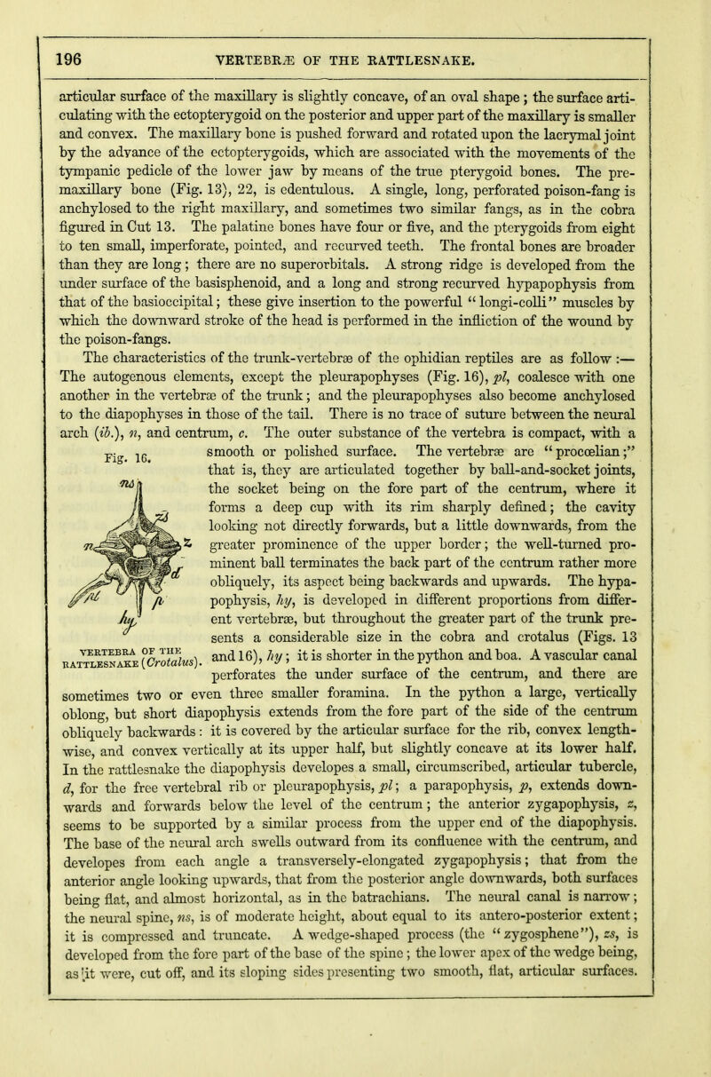 articular surface of the maxillary is slightly concave, of an oval shape ; the surface arti- culating with the ectopterygoid on the posterior and upper part of the maxillary is smaller and convex. The maxillary bone is pushed forward and rotated upon the lacrymal joint by the advance of the ectopterygoids, which are associated with the movements of the tympanic pedicle of the lower jaw by means of the true pterygoid bones. The pre- maxillary bone (Fig. 13), 22, is edentulous. A single, long, perforated poison-fang is anchylosed to the right maxillary, and sometimes two similar fangs, as in the cobra figured in Cut 13. The palatine bones have four or five, and the pterygoids from eight to ten small, imperforate, pointed, and recurved teeth. The frontal bones are broader than they are long; there are no superorbitals. A strong ridge is developed from the under surface of the basisphenoid, and a long and strong recurved hypapophysis from that of the basioccipital; these give insertion to the powerful  longi-colli muscles by which the downward stroke of the head is performed in the infliction of the wound by the poison-fangs. The characteristics of the trunk-vertebrae of the ophidian reptiles are as follow :— The autogenous elements, except the pleurapophyses (Fig. 16), pi, coalesce with one another in the vertebrae of the trunk; and the pleurapophyses also become anchylosed to the diapophyses in those of the tail. There is no trace of suture between the neural arch (ib.), n, and centrum, c. The outer substance of the vertebra is compact, with a •p. 16 smooth or polished surface. The vertebrae are  procoelian; that is, they are articulated together by ball-and-socket joints, the socket being on the fore part of the centrum, where it forms a deep cup with its rim sharply defined; the cavity looking not directly forwards, but a little downwards, from the greater prominence of the upper border; the well-turned pro- minent ball terminates the back part of the centrum rather more obliquely, its aspect being backwards and upwards. The hypa- pophysis, hy, is developed in different proportions from differ- ent vertebrae, but throughout the greater part of the trunk pre- sents a considerable size in the cobra and crotalus (Figs. 13 vertebra of the and 16), hy, it is shorter in the python and boa. Avascular canal RATTLESNAKE {CfOtCtlUSj • » V > „ , , , perforates the under surface of the centrum, and there are sometimes two or even three smaller foramina. In the python a large, vertically oblong, but short diapophysis extends from the fore part of the side of the centrum obliquely backwards : it is covered by the articular surface for the rib, convex length- wise, and convex vertically at its upper half, but slightly concave at its lower half. In the rattlesnake the diapophysis developes a small, circumscribed, articular tubercle, d, for the free vertebral rib or pleurapophysis, pi; a parapophysis, p, extends down- wards and forwards below the level of the centrum; the anterior zygapophysis, z, seems to be supported by a similar process from the upper end of the diapophysis. The base of the neural arch swells outward from its confluence with the centrum, and developes from each angle a transversely-elongated zygapophysis; that from the anterior angle looking upwards, that from the posterior angle downwards, both surfaces being flat, and almost horizontal, as in the batrachians. The neural canal is narrow; the neural spine, ns, is of moderate height, about equal to its antero-posterior extent; it is compressed and truncate. A wedge-shaped process (the  zygosphene), zs, is developed from the fore part of the base of the spine; the lower apex of the wedge being, as 'it were, cut off, and its sloping sides presenting two smooth, flat, articular surfaces.