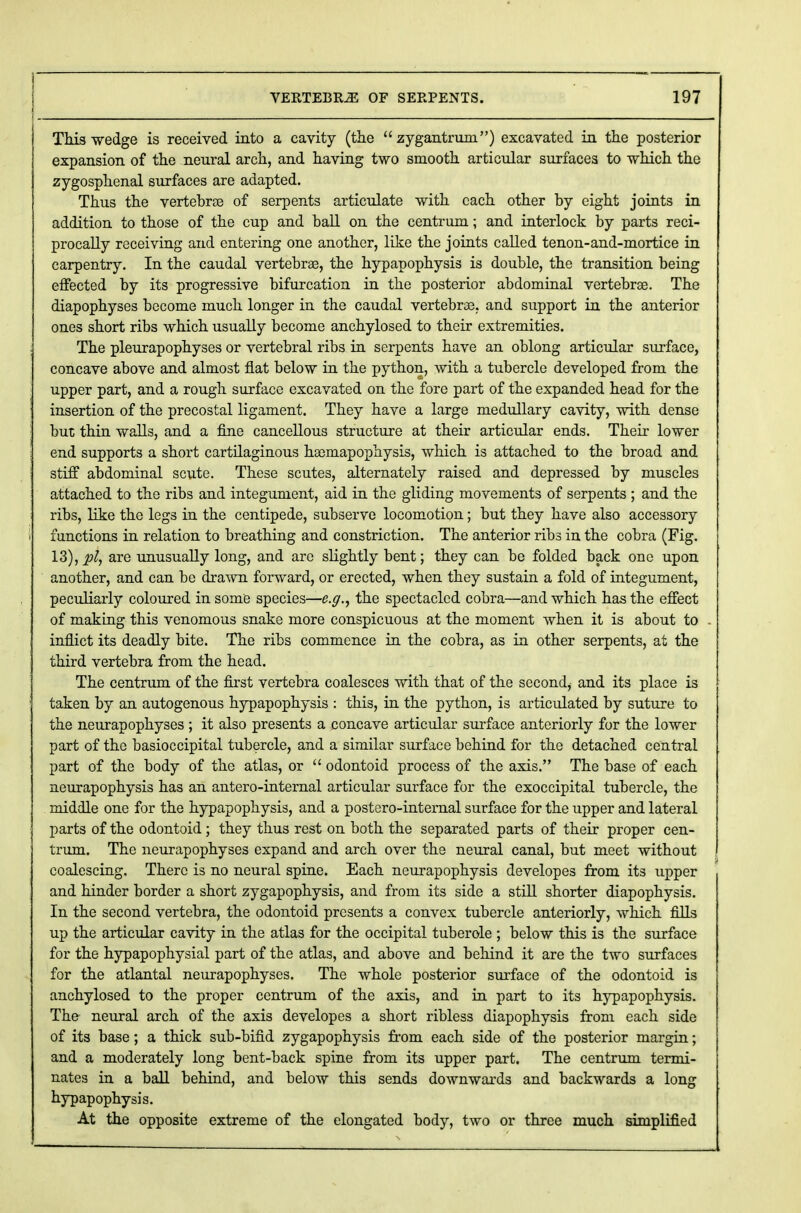 , This wedge is received into a cavity (the  zygantrum) excavated in the posterior expansion of the neural arch, and having two smooth articular surfaces to which the zygosphenal surfaces are adapted. Thus the vertebrae of serpents articulate with each other by eight joints in addition to those of the cup and ball on the centrum; and interlock by parts reci- procally receiving and entering one another, like the joints called tenon-and-mortice in carpentry. In the caudal vertebrae, the hypapophysis is double, the transition being effected by its progressive bifurcation in the posterior abdominal vertebrae. The diapophyses become much longer in the caudal vertebrae, and support in the anterior ones short ribs which usually become anchylosed to their extremities. ; The pleurapophyses or vertebral ribs in serpents have an oblong articular surface, concave above and almost flat below in the python, with a tubercle developed from the upper part, and a rough surface excavated on the fore part of the expanded head for the insertion of the precostal ligament. They have a large medullary cavity, with dense but thin walls, and a fine cancellous structure at their articular ends. Their lower | end supports a short cartilaginous haemapophysis, which is attached to the broad and stiff abdominal scute. These scutes, alternately raised and depressed by muscles attached to the ribs and integument, aid in the gliding movements of serpents ; and the ribs, like the legs in the centipede, subserve locomotion; but they have also accessory I functions in relation to breathing and constriction. The anterior ribs in the cobra (Fig. 13), pi, are unusually long, and arc slightly bent; they can be folded back one upon another, and can be drawn forward, or erected, when they sustain a fold of integument, peculiarly coloured in some species—e.g., the spectacled cobra—and which has the effect of making this venomous snake more conspicuous at the moment when it is about to inflict its deadly bite. The ribs commence in the cobra, as in other serpents, at the third vertebra from the head. The centrum of the first vertebra coalesces with that of the second^ and its place is taken by an autogenous hypapophysis : this, in the python, is articulated by suture to the neurapophyses ; it also presents a concave articular surface anteriorly for the lower part of the basioccipital tubercle, and a similar surface behind for the detached central part of the body of the atlas, or  odontoid process of the axis. The base of each neurapophysis has an antero-internal articular surface for the exoccipital tubercle, the middle one for the hypapophysis, and a postero-intemal surface for the upper and lateral parts of the odontoid; they thus rest on both the separated parts of their proper cen- trum. The neurapophyses expand and arch over the neural canal, but meet without coalescing. There is no neural spine. Each neurapophysis developes from its upper and hinder border a short zygapophysis, and from its side a still shorter diapophysis. In the second vertebra, the odontoid presents a convex tubercle anteriorly, which fills up the articular cavity in the atlas for the occipital tuberole ; below this is the surface for the hypapophysial part of the atlas, and above and behind it are the two surfaces for the atlantal neurapophyses. The whole posterior surface of the odontoid is anchylosed to the proper centrum of the axis, and in part to its hypapophysis. The neural arch of the axis developes a short ribless diapophysis from each side of its base; a thick sub-bifid zygapophysis from each side of the posterior margin; and a moderately long bent-back spine from its upper part. The centrum termi- nates in a ball behind, and below this sends downwards and backwards a long hypapophysis. At the opposite extreme of the elongated body, two or three much simplified