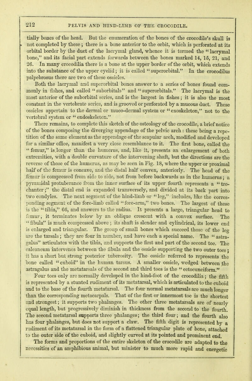 tially bones of tlie head. But tile enumeration of the bones of the crocodile's skull is « not completed by these ; there is a bone anterior to the orbit, which is perforated at its orbital border by the duct of the lacrymal gland, whence it is termed the  lacrymal bone, and its facial part extends forwards between the bones marked 14, 15, 21, and 26. In many crocodilia there is a bone at the upper border of the orbit, which extends into the substance of the upper eyelid; it is called  superorbital. In the crocodilus palpebrosus there are two of these ossicles. Both the lacrymal and superorbital bones answer to a series of bones found com- monly in fishes, and called suborbitals and superorbitals. The lacrymal is the most anterior of the suborbital series, and is the largest in fishes; it is also the most constant in the vertebrate series, and is grooved or perforated by a mucous duct. These ossicles appertain to the dermal or muco-dermal system or  exoskeleton, not to the vertebral system or  endoskeleton. There remains, to complete this sketch of the osteology of the crocodile, a brief notice of the bones composing the diverging appendage of the pelvic arch : these being a repe- tition of the same element as the appendage of the scapular arch, modified and developed for a similar office, manifest a very close resemblance to it. The first bone, called the  femur, is.longer than the humerus, and, like it, presents an enlargement of both extremities, with a double curvature of the intervening shaft, but the directions are the reverse of those of the humerus, as may be seen in Fig. 18, where the upper or proximal half of the femur is concave, and the distal half convex, anteriorly. The head of the femur is compressed from side to side, not from before backwards as in the humerus; a pyramidal protuberance from the inner surface of its upper fourth represents a  tro- chanter ; the distal end is expanded transversely, and divided at its back part into two condyles. The next segment of the hind-limb or  leg, includes, like the corres- ponding segment of the fore-limb called fore-arm, two bones. The largest of these is the  tibia, 66, and answers to the radius. It presents a large, triangular head to femur, it terminates below by an oblique crescent with a convex surface. The fibula is much compressed above ; its shaft is slender and cylindrical, its lower end is enlarged and triangular. The group of small bones which succeed those of the leg are the tarsals ; they are four in number, and have each a special name. The  astra- galus articulates with the tibia, and supports the first and part of the second toe. The calcaneum intervenes between the fibula and the ossicle supporting the two outer toes ; it has a short but strong posterior tuberosity. The ossicle referred to represents the bone called  cuboid in the human tarsus. A smaller ossicle, wedged between the astragalus and the metatarsals of the second and third toes is the  ectocuneiform. Four toes only arc normally developed in the hind-foot of the crocodilia; the fifth is represented by a stunted rudiment of its metatarsal, which is articulated to the cuboid and to the base of the fourth metatarsal. The four normal metatarsals are much lono-pr than the corresponding metacarpals. That of the first or innermost toe is the shortest and strongest; it supports two phalanges. The other three metatarsals are of nearly equal length, but progressively diminish in thickness from the second to the fourth. The second metatarsal supports three phalanges; the third four; and the fourth also has four phalanges, but does not support a claw. The fifth digit is represented by a rudiment of its metatarsal in the form of a flattened triangular plate of bone, attached to the outer side of the cuboid, and slightly curved at its pointed and prominent end. The forms and proportions of the entire skeleton of the crocodile are adapted to the necessities of an amphibious animal, but minister to much more rapid and energetic