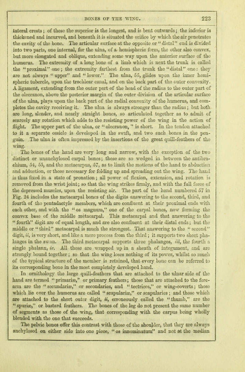 lateral crests ; of these the superior is the longest, and is bent outwards; the inferior is thickened and incurved, and beneath it is situated the orince by which the air penetrates the cavity of the bone. The articular surface at the opposite or  distal end is divided into two parts, one internal, for the ulna, of a hemispheric form, the other also convex, but more elongated and oblique, extending some way upon the anterior surface of the humerus. The extremity of a long bone of a limb which is next the trunk is called the proximal one; the extremity farthest from the trivnk the distal one: they are not always  upper and  lower. The ulna, 55, glides upon the inner hemi- spheric tubercle, upon the trochlear canal, and on the back part of the outer convexity. A ligament, extending from the outer part of the head of the radius to the outer part of the olecranon, above the posterior margin of the outer division of the articular surface of the ulna, plays upon the back part of the radial couvexity of the humerus, and com- pletes the cavity receiving it. The ulna is always stronger than the radius ; but both are long, slender, and nearly straight bones, so articulated together as to admit of scarcely any rotation which adds to the resisting power of the wing in the action of flight. The upper part of the ulna, or  olecranon,  is short. In the tendon attached to it a separate ossicle is developed in the swift, and two such bones in the pen- guin. . The ulna is often impressed by the insertions of the great quill-feathers of the wing. The bones of the hand are very long and narrow, with the exception of the two distinct or unanchylosed carpal bones; these are so wedged in between the antibra- chium, 54, 55, and the metacarpus, 57, as to limit the motions of the hand to abduction and adduction, or those necessary for folding up and spreading out the wing. The hand is thus fixed in a state of pronation; all power of flexion, extension, and rotation is removed from the wrist joint; so that the wing strikes firmly, and with the full force of the depressed muscles, upon the resisting air. The part of the hand numbered 57 in Fig. 24 includes the metacarpal bones of the digits answering to the second, third, and fourth of the pentadactyle members, which are confluent at their proximal ends with each other, and with the  os magnum, one of the carpal bones, now forming the convex base of the middle metacarpal. This metacarpal and that answering to the  fourth digit are of equal length, and are also confluent at their distal ends; but the middle or third metacarpal is much the strongest. That answering to the  second digit, ii, is very short, and like a mere process from the third; it supports two short pha- langes in the swan. The third metacarpal supports three phalanges, lit, the fourth a single phalanx, iv. All these are wrapped up in a sheath of integument, and are strongly bound together ; so that the wing loses nothing of its power, whilst so much of the typical structure of the member is retained, that every bone can be referred to its coiresponding bone in the most completely developed hand. In ornithology the large quill-feathers that are attached to the ulnar side of the hand are termed  priinariae, or primary feathers; those that are attached to the fore- arm are the  sccundariae, or secondaries, and  tectrices, or wing-coverts; those which lie over the humerus are called  scapularice, or scapularies ; and those which are attached to the short outer digit, ii, erroneously called the thumb, are the  spuriae, or bastard feathers. The bones of the leg do not present the same number of segments as those of the wing, that corresponding with the carpus being wholly blended with the one that succeeds. The pelvic bones offer this contrast with those of the shouhlcr, that they are always anchylosed on either side into one piece,  os imominatum and not at the median