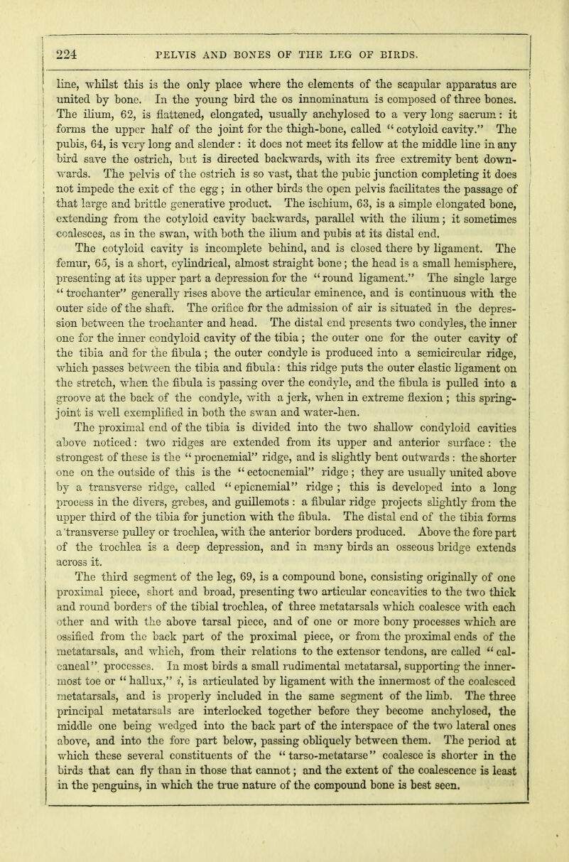 line, whilst this is the only place where the elements of the scapular apparatus are j united by bone. In the young bird the os innominatum is composed of three bones. I The ilium, 62, is flattened, elongated, usually anchylosed to a very long sacrum: it j forms the upper half of the joint for the thigh-bone, called  cotyloid cavity. The ! pubis, 64, is very long and slender : it does not meet its fellow at the middle line in any bird save the ostrich, but is directed backwards, with its free extremity bent down- I | wards. The pelvis of the ostrich is so vast, that the pubic junction completing it does ; not impede the exit of the egg ; in other birds the open pelvis facilitates the passage of that large and brittle generative product. The ischium, 63, is a simple elongated bone, extending from the cotyloid cavity backwards, parallel with the ilium; it sometimes coalesces, as in the swan, with both the ilium and pubis at its distal end. The cotyloid cavity is incomplete behind, and is closed there by ligament. The | femur, 65, is a short, cylindrical, almost straight bone; the head is a small hemisphere, j presenting at its upper part a depression for the round ligament. The single large 1  trochanter generally rises above the articular eminence, and is continuous with the j outer side of the shaft. The orifice for the admission of air is situated in the depres- J sion between the trochanter and head. The distal end presents two condyles, the inner one for the inner condyloid cavity of the tibia ; the outer one for the outer cavity of the tibia and for the fibula ; the outer condyle is produced into a semicircular ridge, which passes between the tibia and fibula: this ridge puts the outer elastic ligament on the stretch, when the fibula is passing over the condyle, and the fibula is pulled into a groove at the back of the condyle, with a jerk, when in extreme flexion ; this spring- joint is well exemplified in both the swan and water-hen. The proximal end of the tibia is divided into the two shallow condyloid cavities i above noticed: two ridges are extended from its upper and anterior surface : the strongest of these is the  procnemial ridge, and is slightly bent outwards : the shorter | one on the outside of this is the  ectocnemial ridge ; they are usually united above by a transverse ridge, called  epicnemial ridge ; this is developed into a long j process in the divers, grebes, and guillemots : a fibular ridge projects slightly from the j upper third of the tibia for junction with the fibula. The distal end of the tibia forms a transverse pulley or trochlea, with the anterior borders produced. Above the fore part ! of the trochlea is a deep depression, and in many birds an osseous bridge extends across it. The third segment of the leg, 69, is a compound bone, consisting originally of one proximal piece, short and broad, presenting two articular concavities to the two thick and round borders of the tibial trochlea, of three metatarsals which coalesce with each other and with the above tarsal piece, and of one or more bony processes which are '■• ossified from the back part of the proximal piece, or from the proximal ends of the j metatarsals, and which, from their relations to the extensor tendons, are called  cal- caneal, processes. In most birds a small rudimental metatarsal, supporting the inner- ; most toe or  hallux, i, is articulated by ligament with the innermost of the coalesced metatarsals, and is properly included in the same segment of the limb. The three : principal metatarsals are interlocked together before they become anchylosed, the middle one being wedged into the back part of the interspace of the two lateral ones ; above, and into the fore part below, passing obliquely between them. The period at j which these several constituents of the  tarso-metatarse coalesce is shorter in the ! birds that can fly than in those that cannot; and the extent of the coalescence is least in the penguins, in which the true nature of the compound bone is best seen.