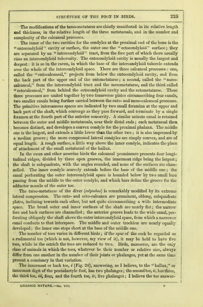 The modifications of the fcarso-rnetatarse are chiefly manifested in its relative length and thickness, in the relative length of the three metatarsals, and in the number and complexity of the calcaneal processes. The inner of the two cavities for the condyles at the proximal end of the bone is the  entocondyloid cavity or surface, tbe outer one the  ectocondyloid surface; they are separated by an  intcrcondyloid tract, from the fore part of which there usually rises an intercondyloid tuberosity. The entocondyloid cavity is usually tbe largest and deepest: it is so in tbe raven, in which the base of the intercondyloid tubercle extends over the whole of the intercondyloid space. There are three calcaneal processes : one, called the  entocalcaneal, projects from below the entocondyloid cavity, and from the back part of the upper end of the entometatarse; a second, called the  meso- calcaneal, from the intercondyloid tract and the mesometatarse, and the third called  ectocalcaneal, from behind the ectocondyloid cavity and the ectometatarse. These three processes are united together by two transverse plates circumscribing four canals, two smaller canals being further carried between the ento- and meso-calcaneal processes. The primitive interosseous spaces are indicated by two small foramina at the upper and back part of the shaft, which converge as they pass forward, and terminate by a single foramen at the fourth part of the anterior concavity. A similar minute canal is retained between the outer and middle metatarsals, near their distal ends ; each metatarsal then i becomes distinct, and developes a convex condyle for the proximal phalanx. The middle one is the largest, and extends a little lower than the other two ; it is also impressed by a median groove ; the more compressed lateral condyles are simply convex, and are of equal length. A rough surface, a little way above the inner condyle, indicates the place of attachment of the small metatarsal of the hallux. In the swan and other anserine birds the calcaneal prominence presents four longi- tudinal ridges, divided by three open grooves, the innermost ridge being the largest; the shaft is subquadrate, with the angles rounded, and none of the surfaces are chan- nelled. The inner condyle scarcely extends before the base of the middle one; the canal perforating the outer intercondyloid space is bounded below by two small bars passing from the middle to the outer condyle, and which bars define the groove for the adductor muscle of the outer toe. The tarso-metatarse of the diver (colymbus) is remarkably modified by its extreme lateral compression. The ento- and ecto-calcanea are prominent, oblong, subquadrate plates, inclining towards each other, but not quite circumscribing a wide intermediate space. The broad outer and inner surfaces of the shaft are nearly flat; the narrow fore and back surfaces are channelled; the anterior groove leads to the wide canal, per- forating obliquely the shaft above the outer intercondyloid space, from which a narrower canal conducts to that interspace. The middle and outer trochleas are nearly equally developed; the inner one stops short at the base of the middle one. The number of toes varies in different birds ; if the spur of the cock be regarded as a rudimental toe (which is not, however, my view of it), it may be held to have five toes, while in the ostrich the toes are reduced to two. Birds, moreover, are the only class of animals in which the toes, whatever be their number or relative size, always differ from one another in the number of their joints or phalanges, yet at the same time present a constancy in that variation. The innermost or back toe, i (Fig. 24), answering, as I believe, to the hallux, or innermost digit of the pentadactyle foot, has two phalanges; the second toe, ^Y, has three, the third toe, in, four, and the fourth toe, iv} five phalanges; I believe the toe answer- ORGANIC NATURE.—No. VIII. P