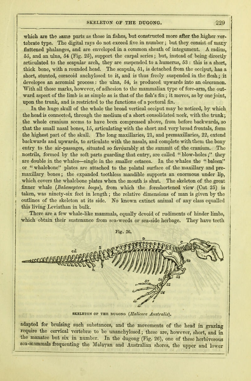 I which are the .same parts as those in fishes, but constructed more after the higher ver- tebrate type. The digital rays do not exceed five in number; but they consist of many flattened phalanges, and are enveloped in a common sheath of integument. A radius, 55, and an ulna, 54 (Fig. 25), support the carpal series; but, instead of being directly articulated to the scapular arch, they are suspended to a humerus, 53 : this is a short, thick bone, with a rounded head. The scapula, 51, is detached from the occiput, has a short, stunted, coracoid anchylosed to it, and is thus freely suspended in the flesh; it deveiopes an acromial process : the ulna, 54, is produced upwards into an olecranon. With all those marks, however, of adhesion to the mammalian type of fore-arm, the out- ward aspect of the limb is as simple as is that of the fish's fin; it moves, as by one joint, upon the trunk, and is restricted to the functions of a pectoral fin. In the huge skull of the whale the broad vertical occiput may be noticed, by which the head is connected, through the medium of a short consolidated neck, with the trunk; the whole cranium seems to have been compressed above, from before backwards, so that the small nasal bones, 15, articulating with the short and very broad frontals, form the highest part of the skull. The long maxillaries, 21, and premaxillaries, 22, extend backwards and upwards, to articulate with the nasals, and complete with them the bony entry to the air-passages, situated so favourably at the summit of the cranium. The nostrils, formed by the soft parts guarding that entry, are called  blow-holes ; they are double in the whales—single in the smaller cetacea. In the whales the  baleen or  whalebone plates are attached to the palatal surface of the maxillary and pre- maxillary bones; the expanded toothless mandible supports an enormous under lip, which covers the whalebone plates when the mouth is shut. The skeleton of the great j finner whale (Balamoptera loops), from which the foreshortened view (Cut 25) is taken, was ninety-six feet in length; the relative dimensions of man is given by the i outlines of the skeleton at its side. No known extinct animal of any class equalled this living Leviathan in bulk. There are a few whale-like mammals, equally devoid of rudiments of hinder limbs, which obtain their sustenance from sea-weeds or sea-side herbage. They have teeth Fig. 26. skeleton op the dxjgong {Ralicore Australis). adapted for bruising such substances, and the movements of the head in grazing require the cervical vertebrae to be unanchyloscd; these are, however, short, and in the manatee but six in number. In the dugong (Fig. 26), one of these herbivorous sea-mammals frequenting the Malayan and Australian shores, the upper and lower